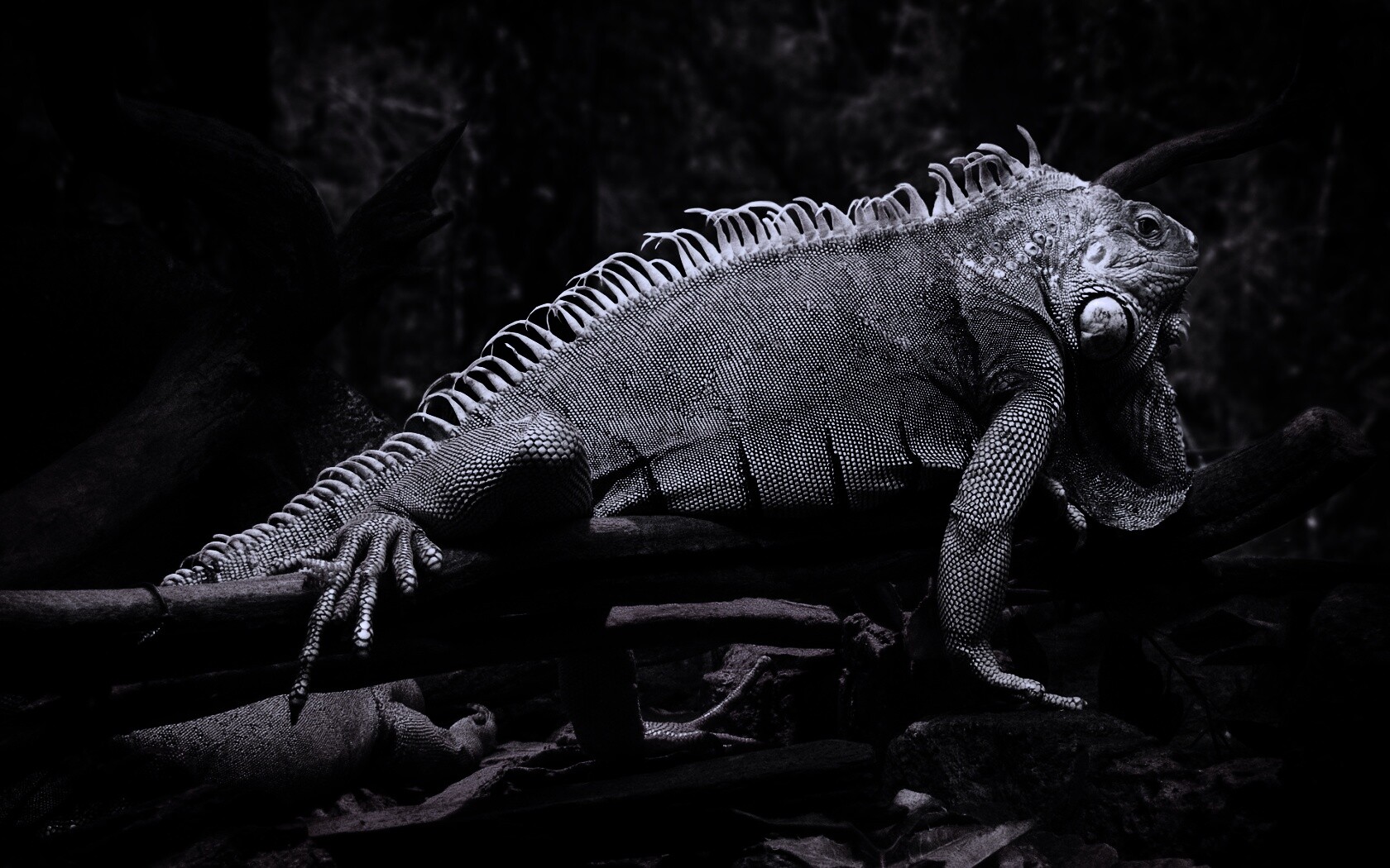 Большая игуана обои