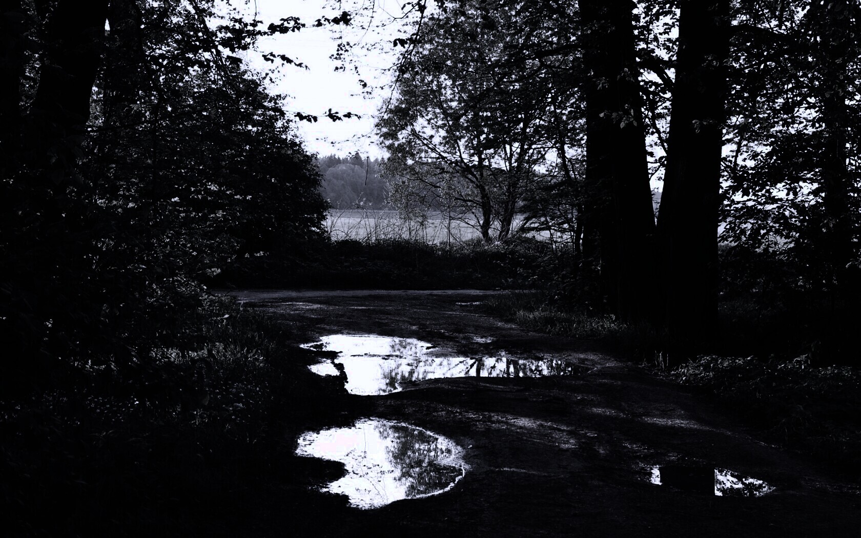 Лесная дорога обои