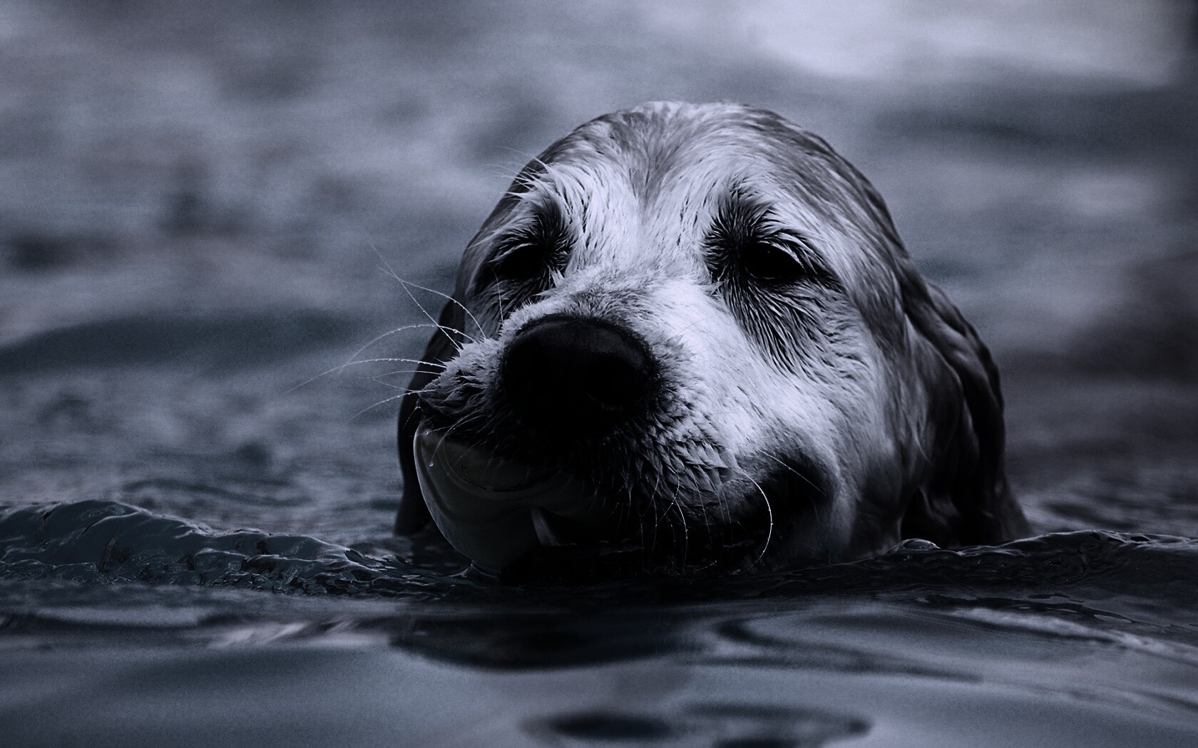 Пёс с игрушкой в зубах обои