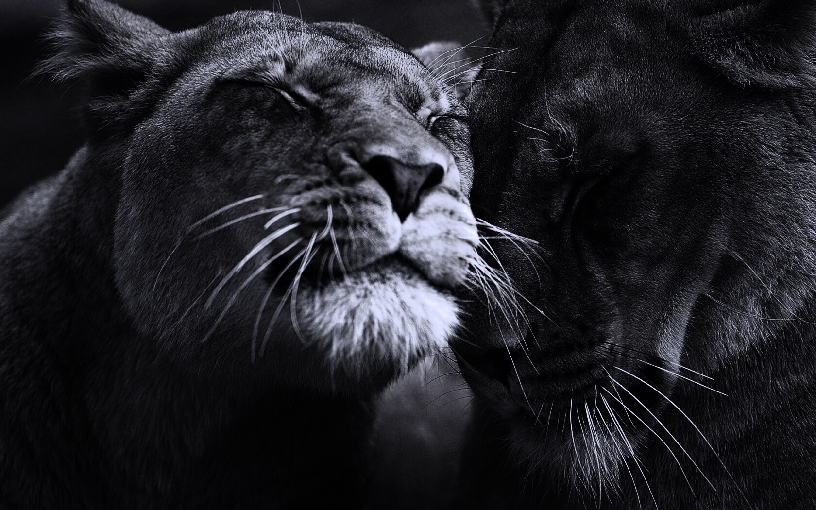 Нежные львы обои