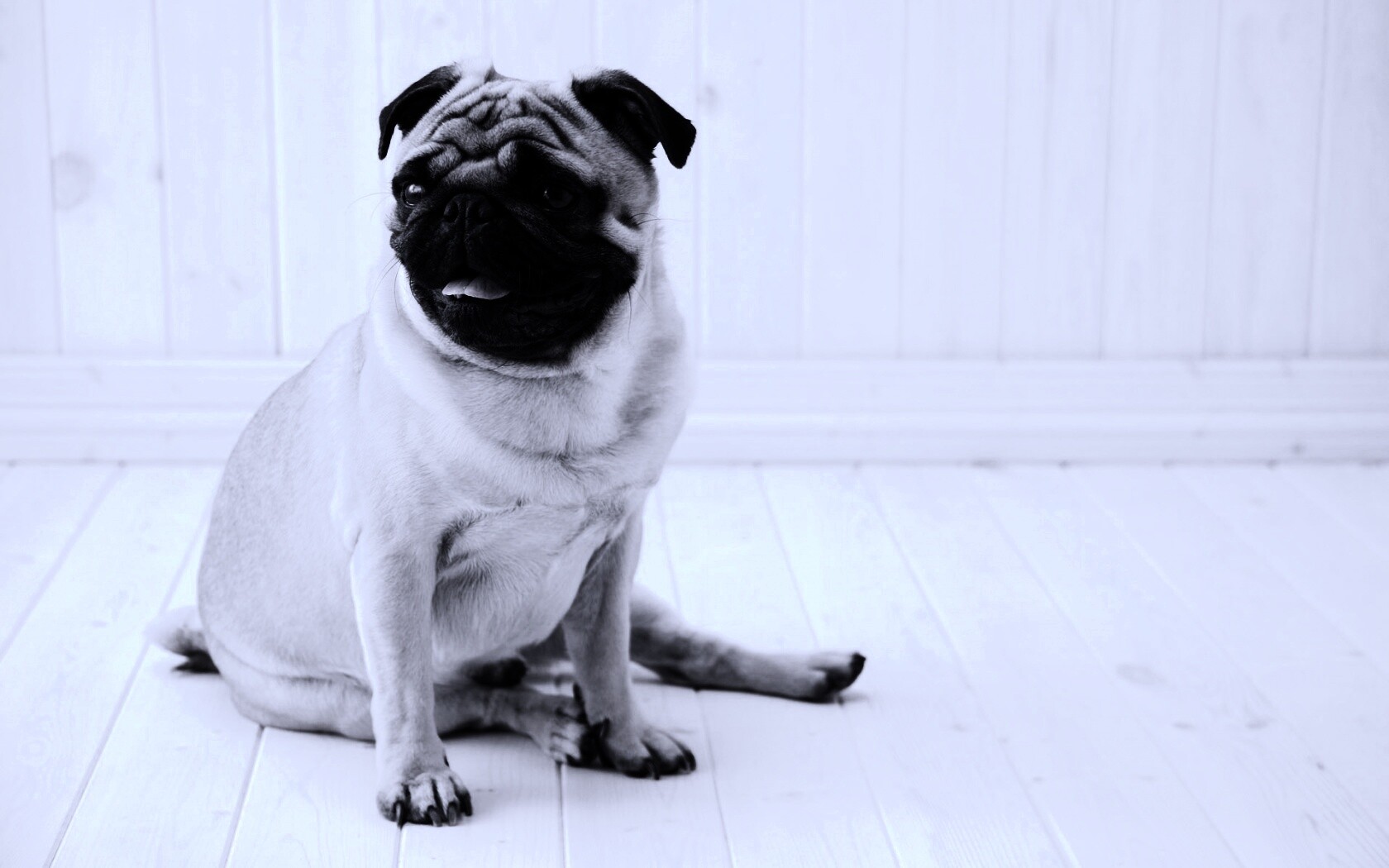 Симпатичный мопс на полу обои