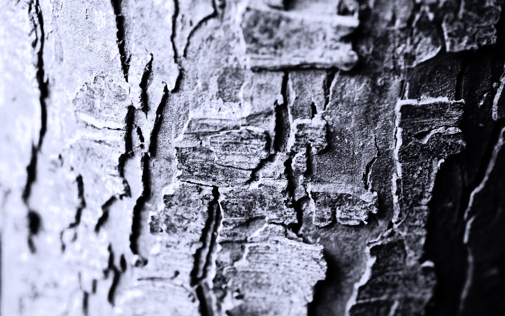 Белая кора обои