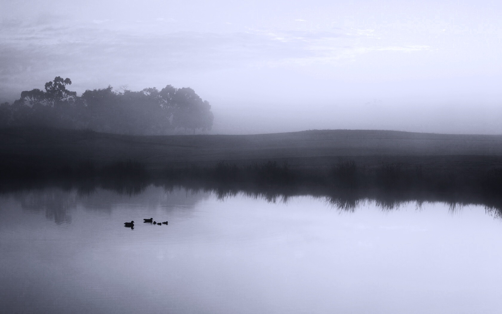 Ducks on a Misty Pond обои