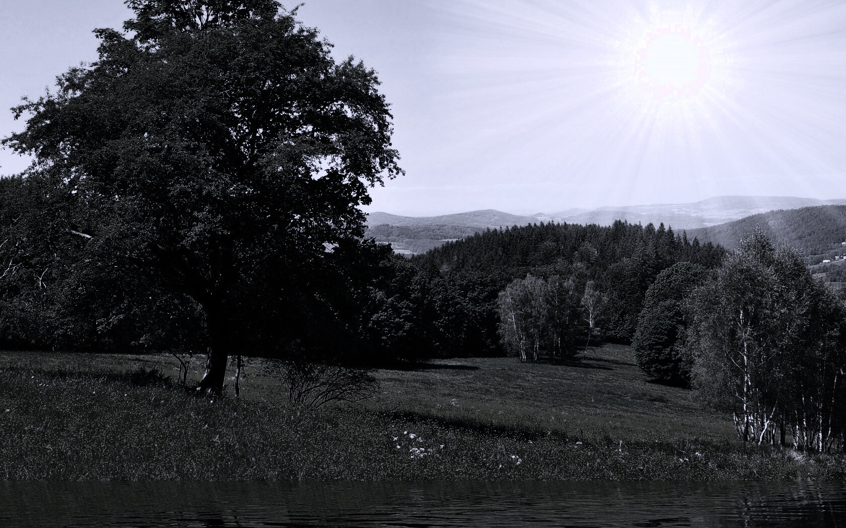 Дерево у воды обои