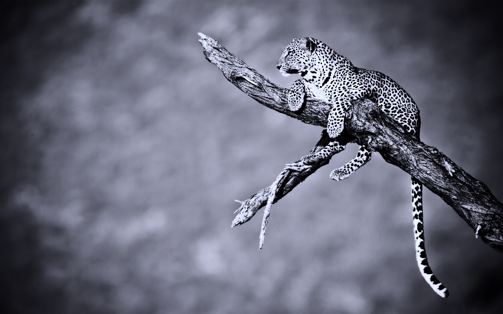 Ягуар на дереве обои