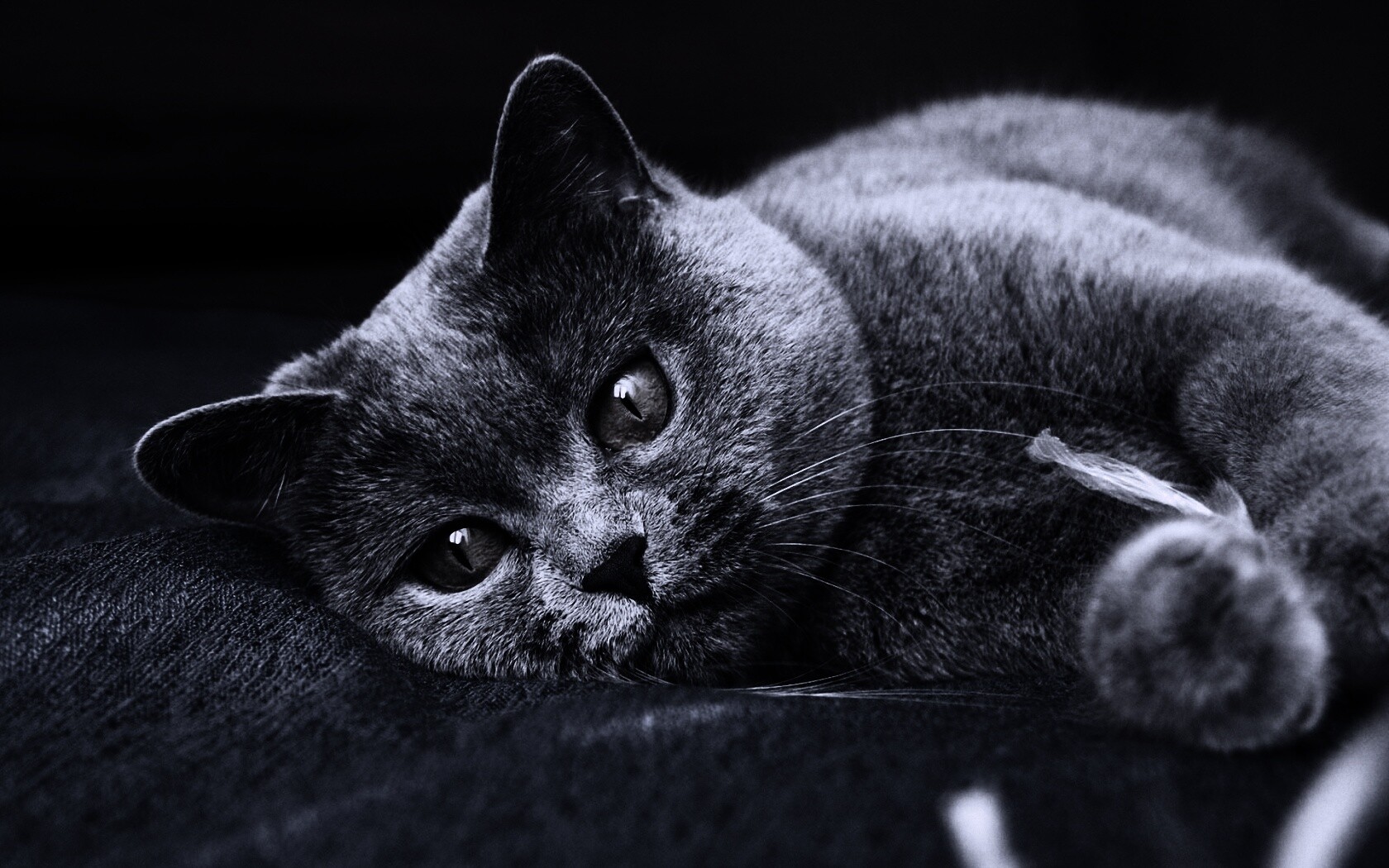 Рыжеглазый британец обои