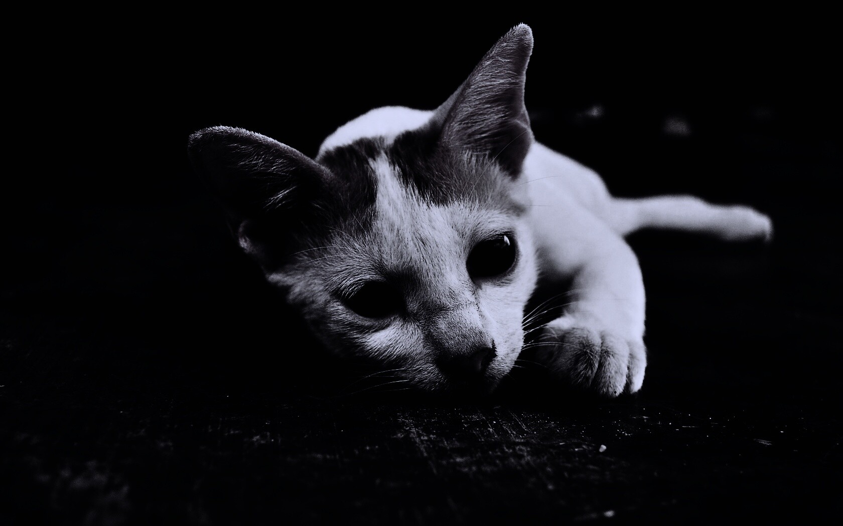 Белый кот на черном полу обои