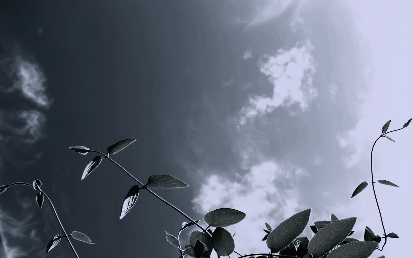 Зеленые ветви на фоне голубого неба обои