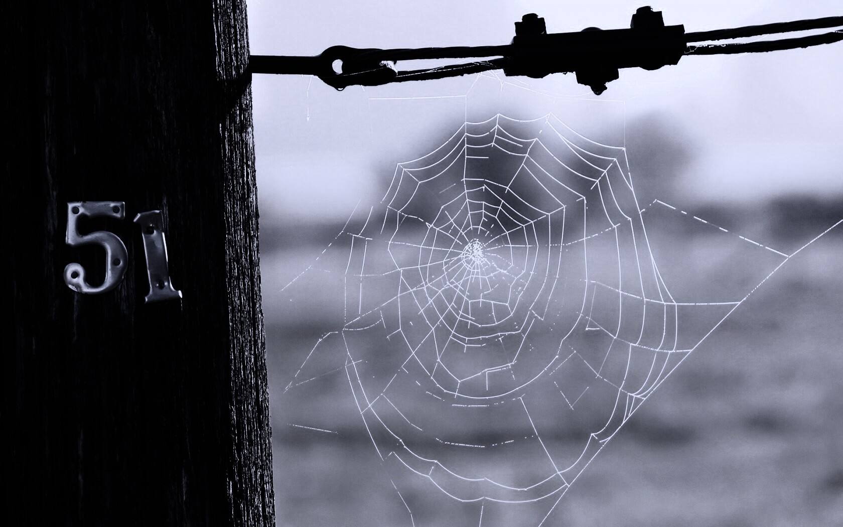 Паутина 51 обои