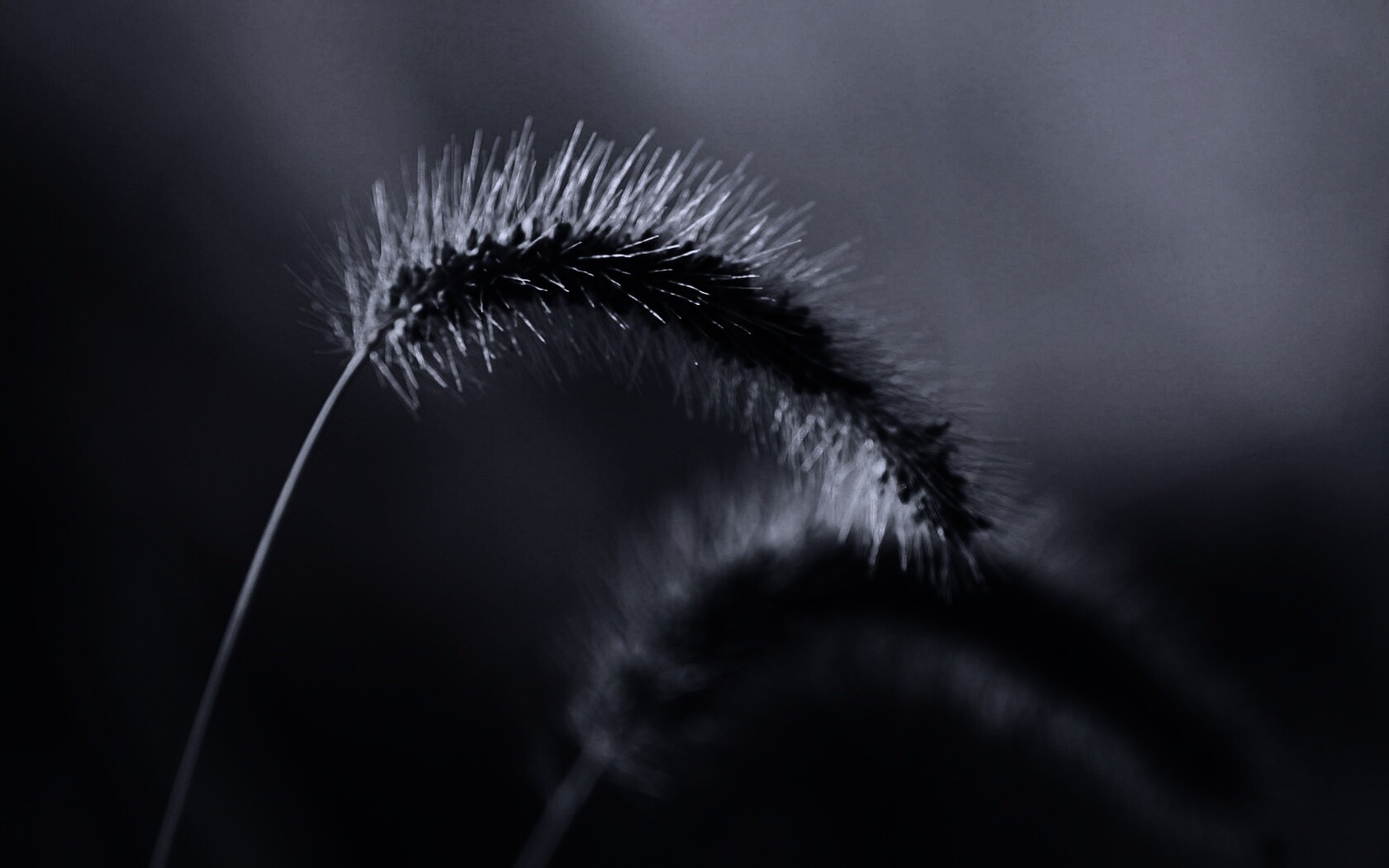 Травинка обои