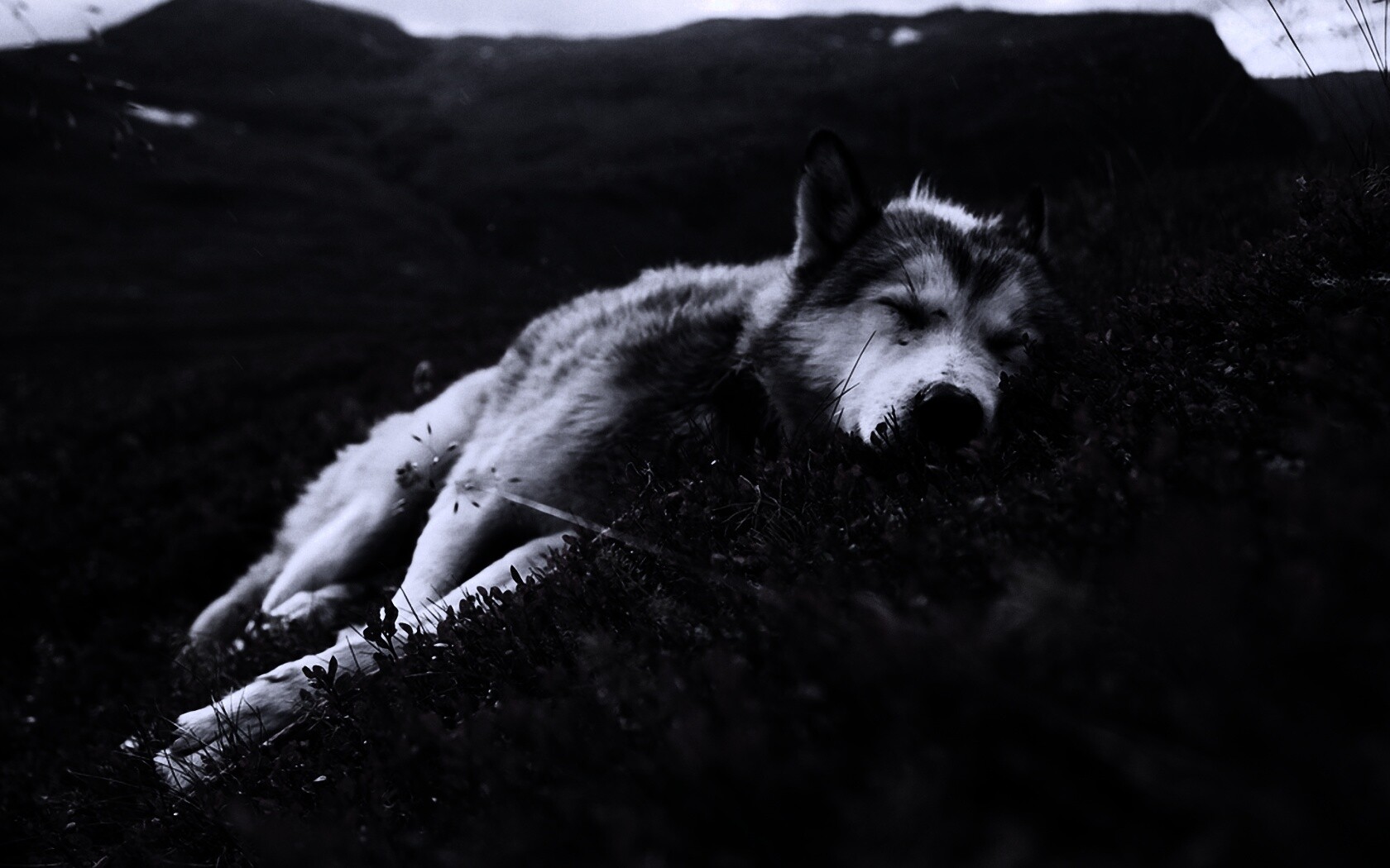 Лапа в цветах обои