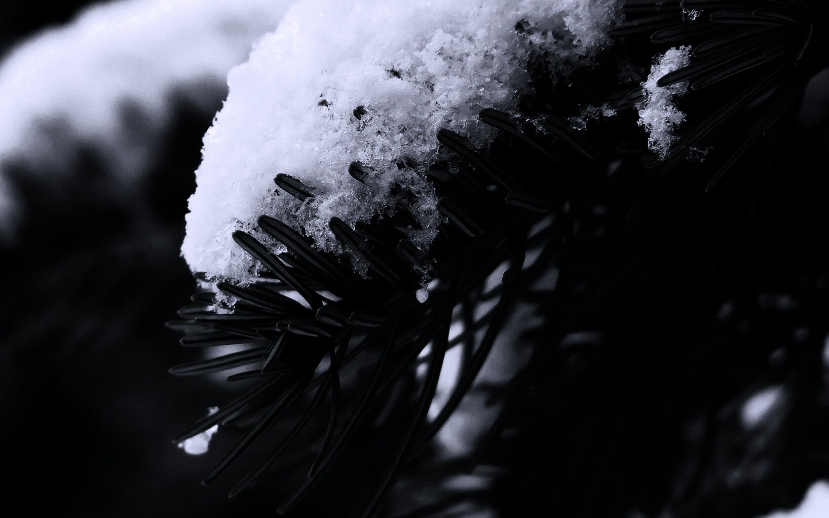 Хвойная ветка вся в снегу обои