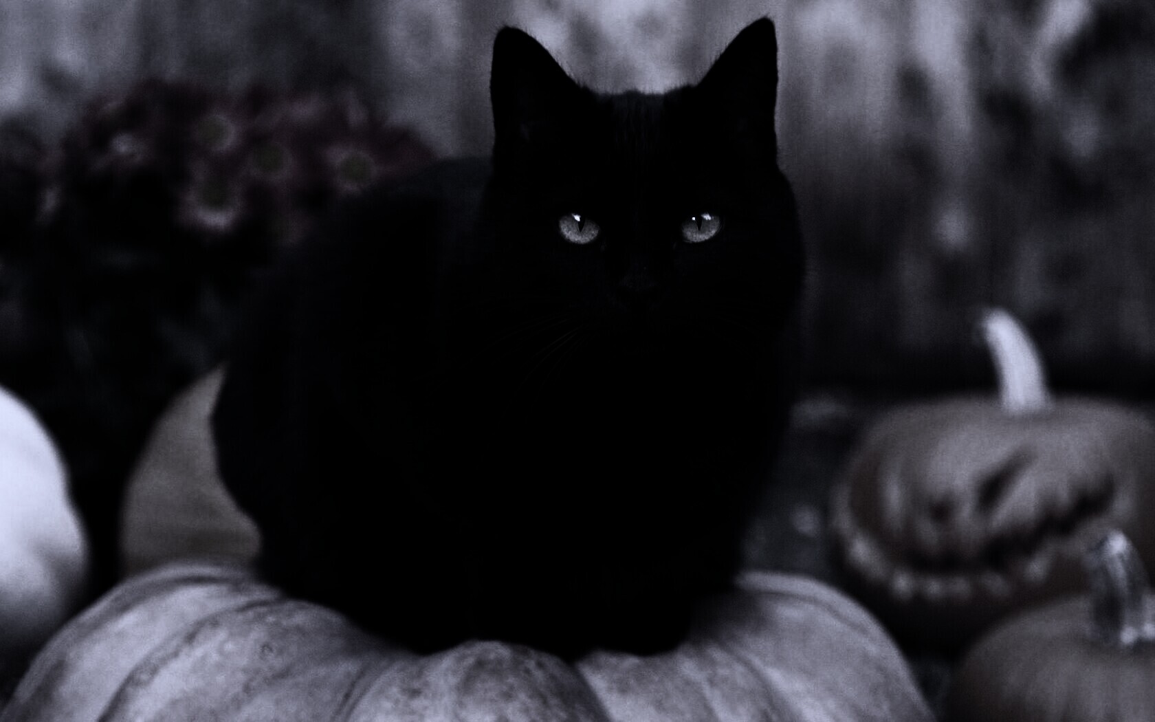 Чёрный кот на тыкве обои