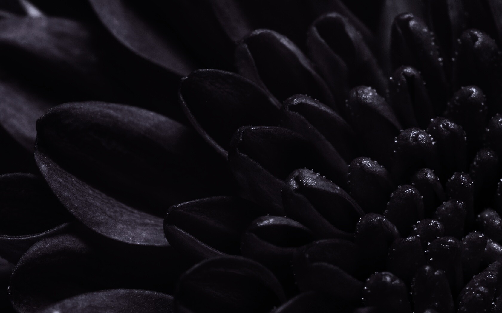 Лепестки хризантемы обои