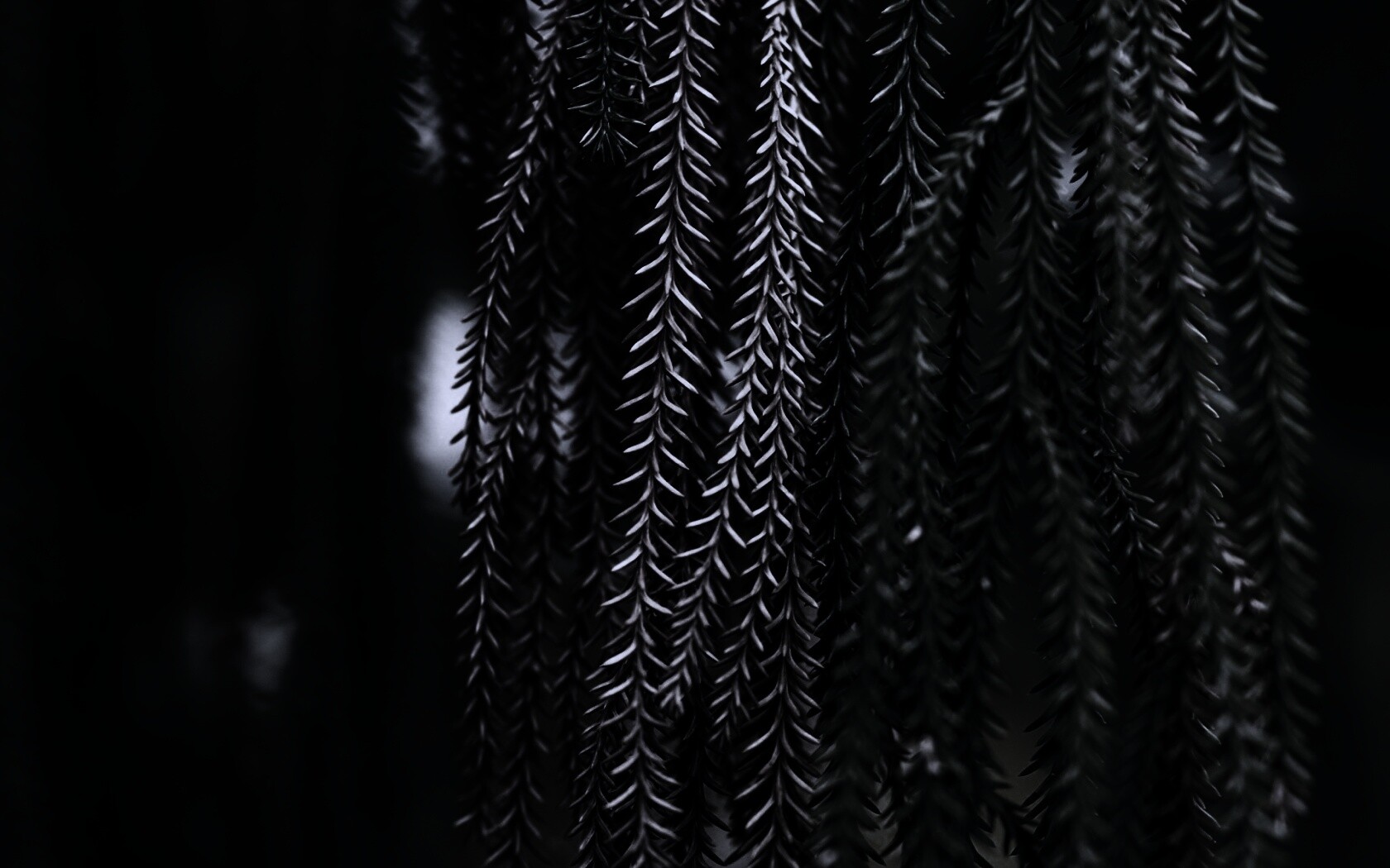 Зеленые колючки обои