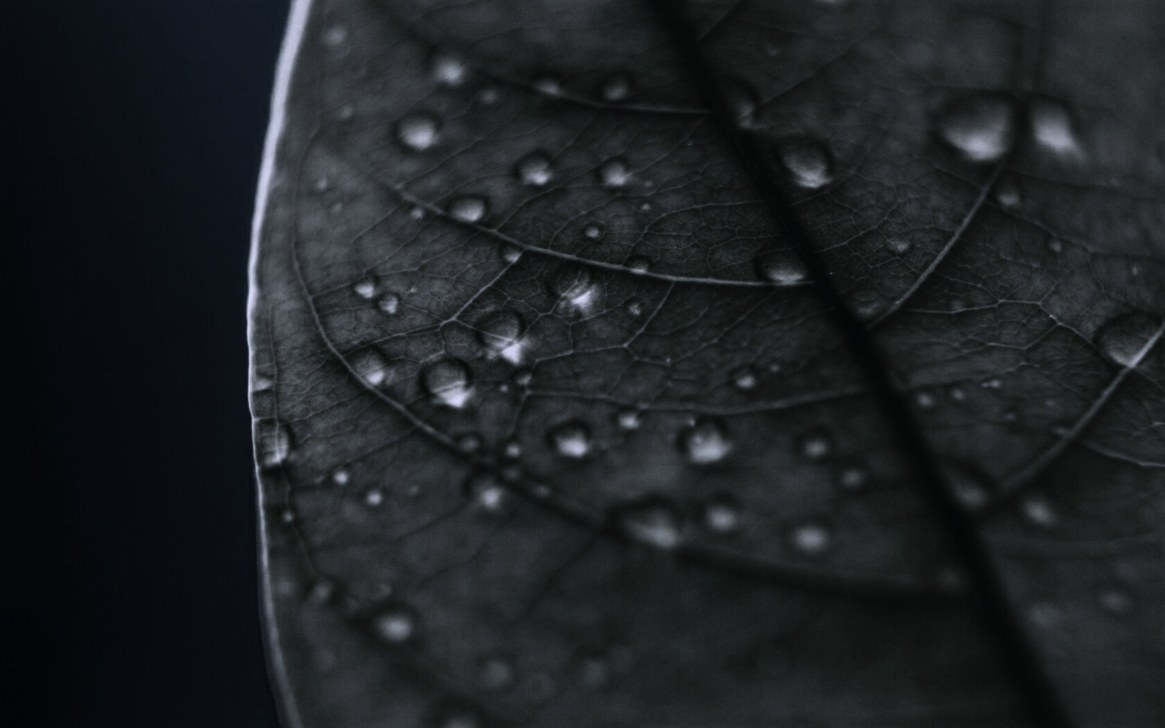 Зеленый листик в макро обои