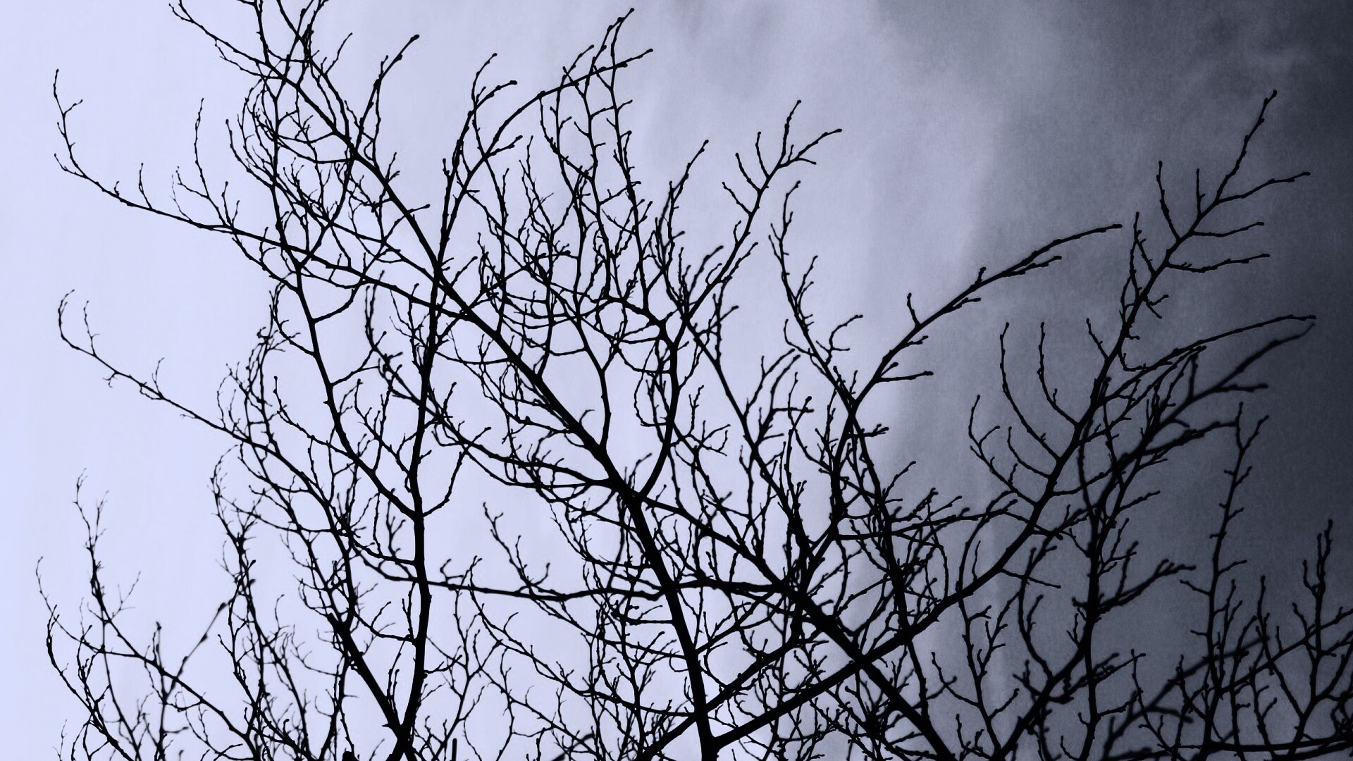 Ветвистое дерево обои
