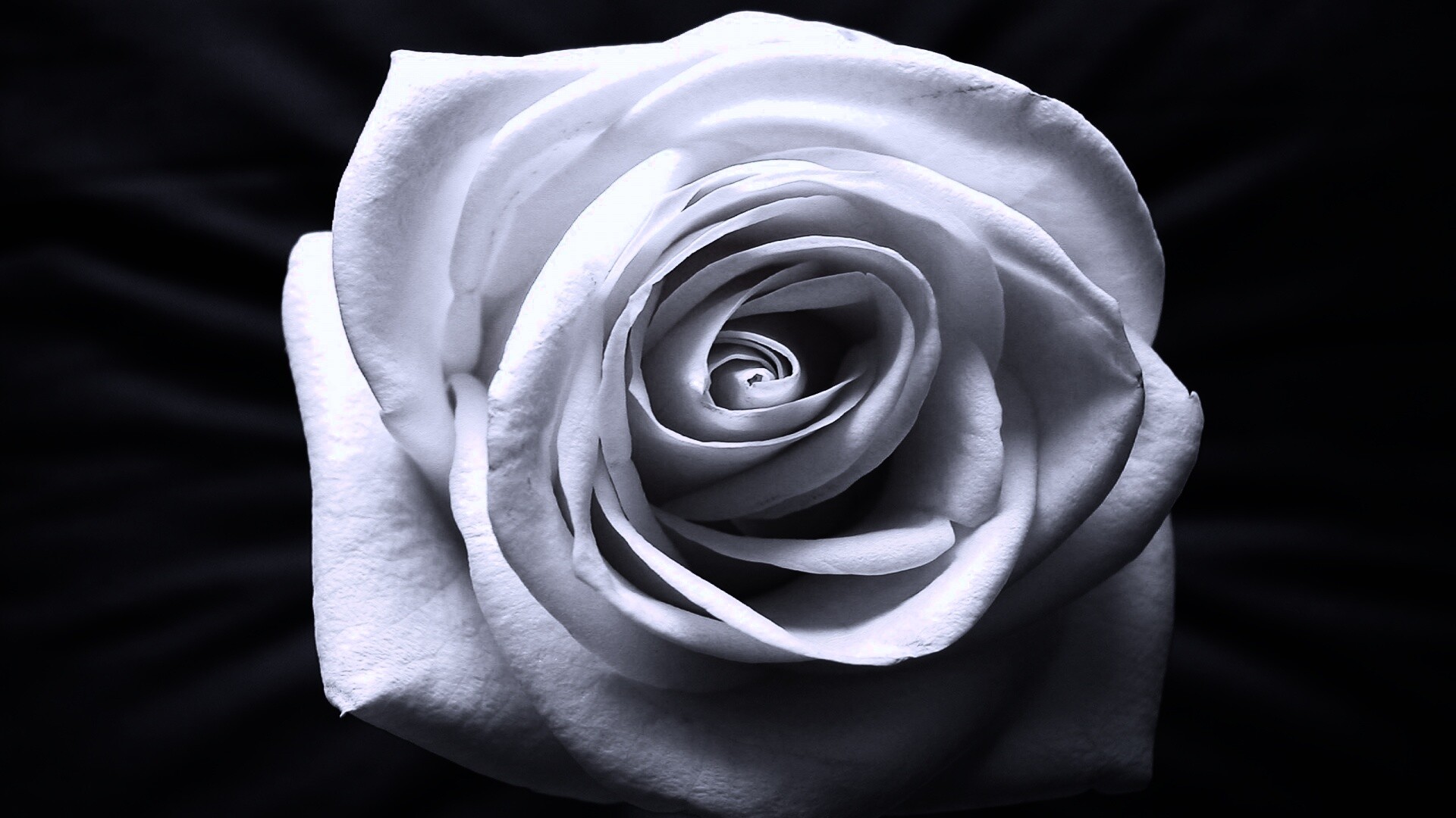 Белая роза обои