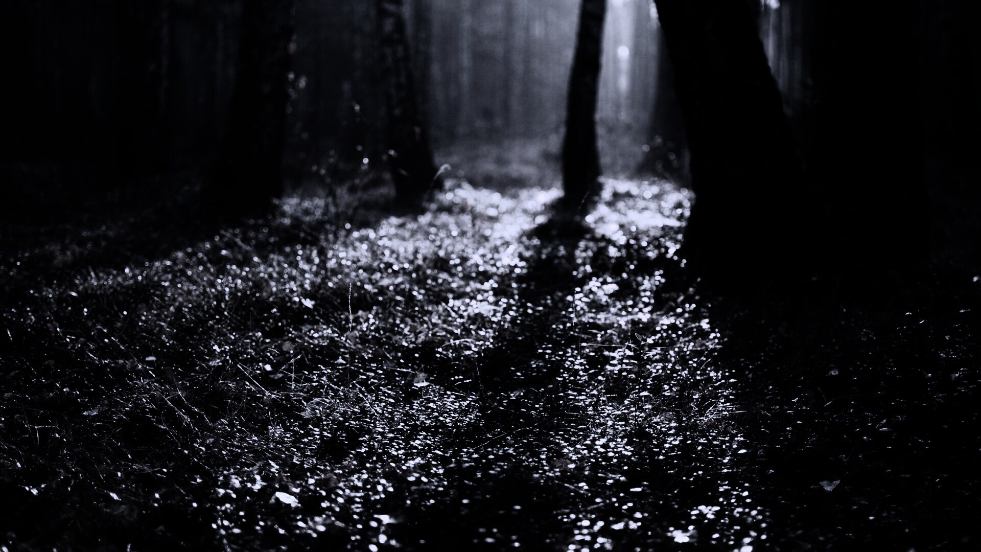 Лесная земля обои