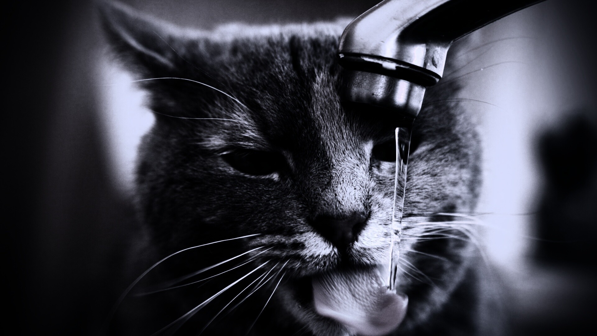 Кот пьет из под крана обои
