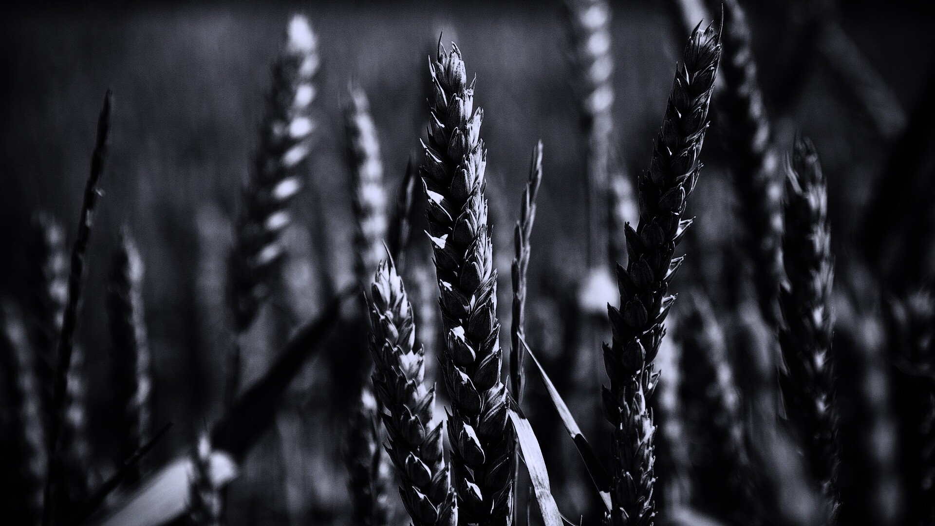 Молодые пшеничные колосья обои