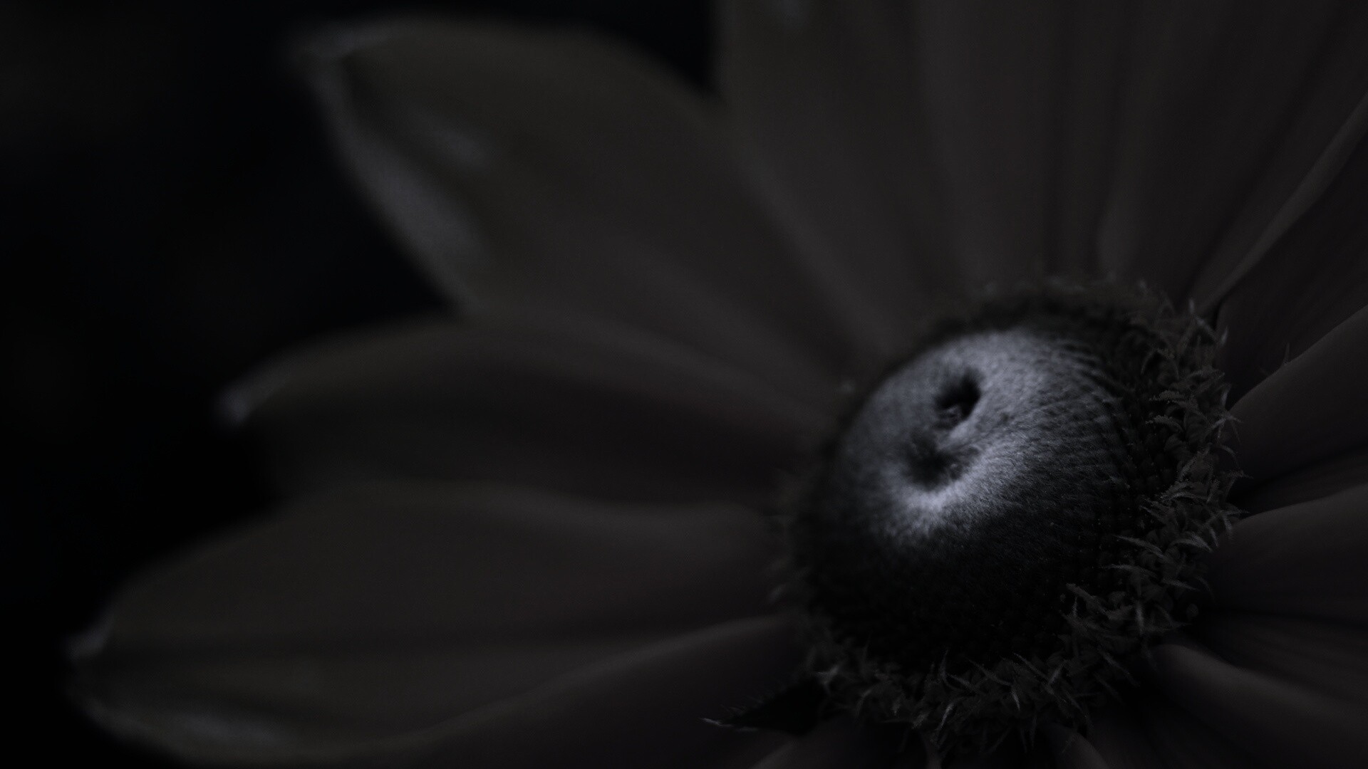 Недозрелый цветок подсолнечника обои