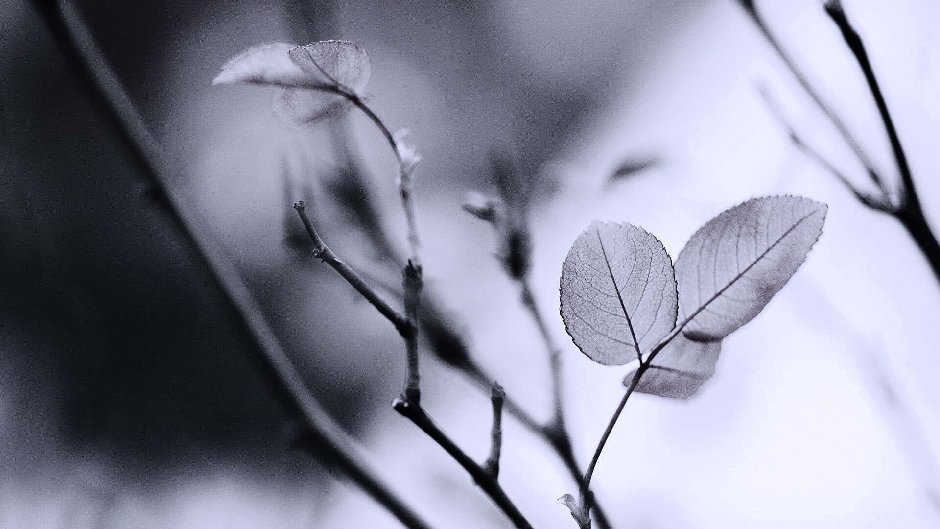 Красные листики обои