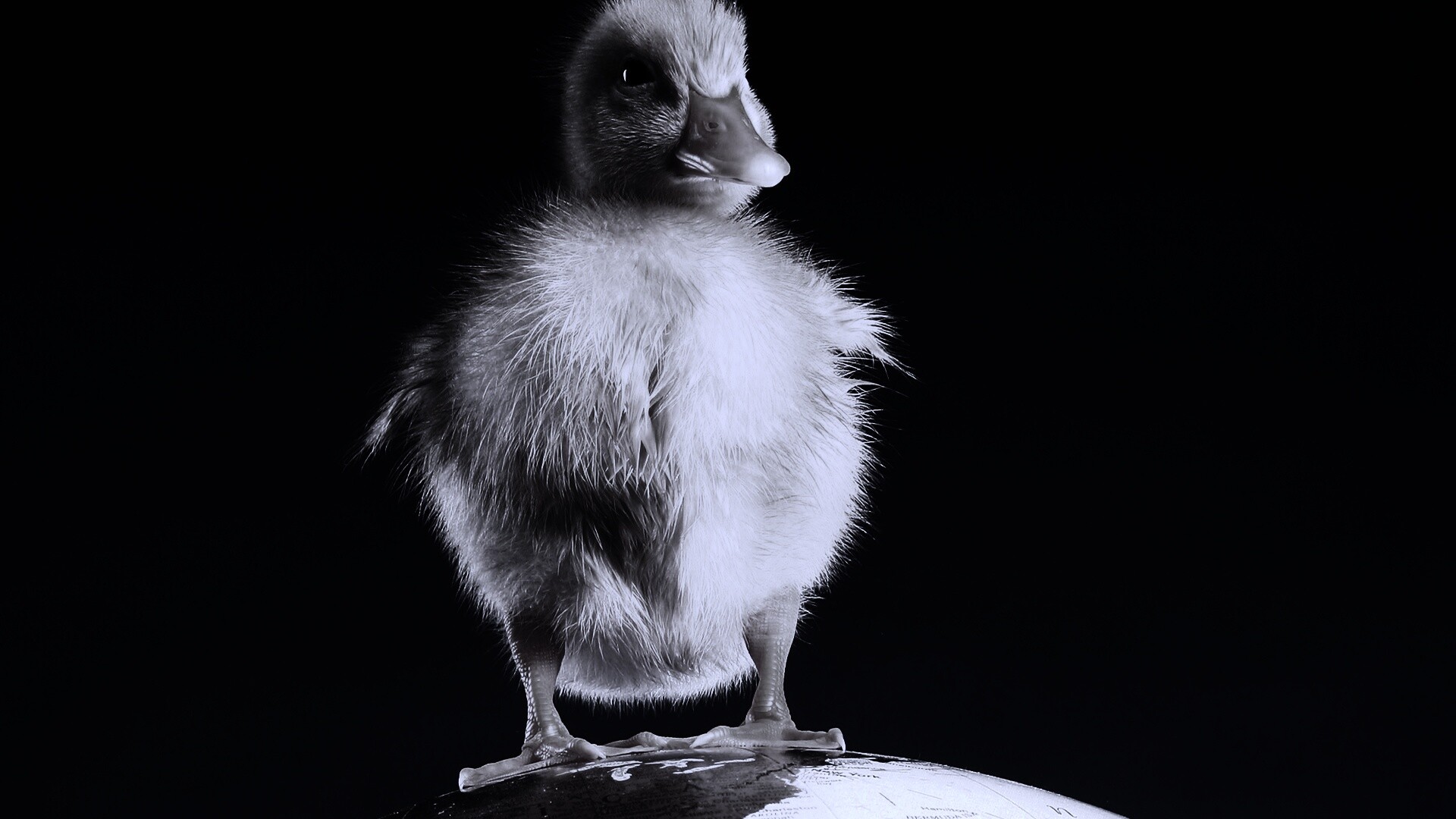 Утёнок на глобусе обои