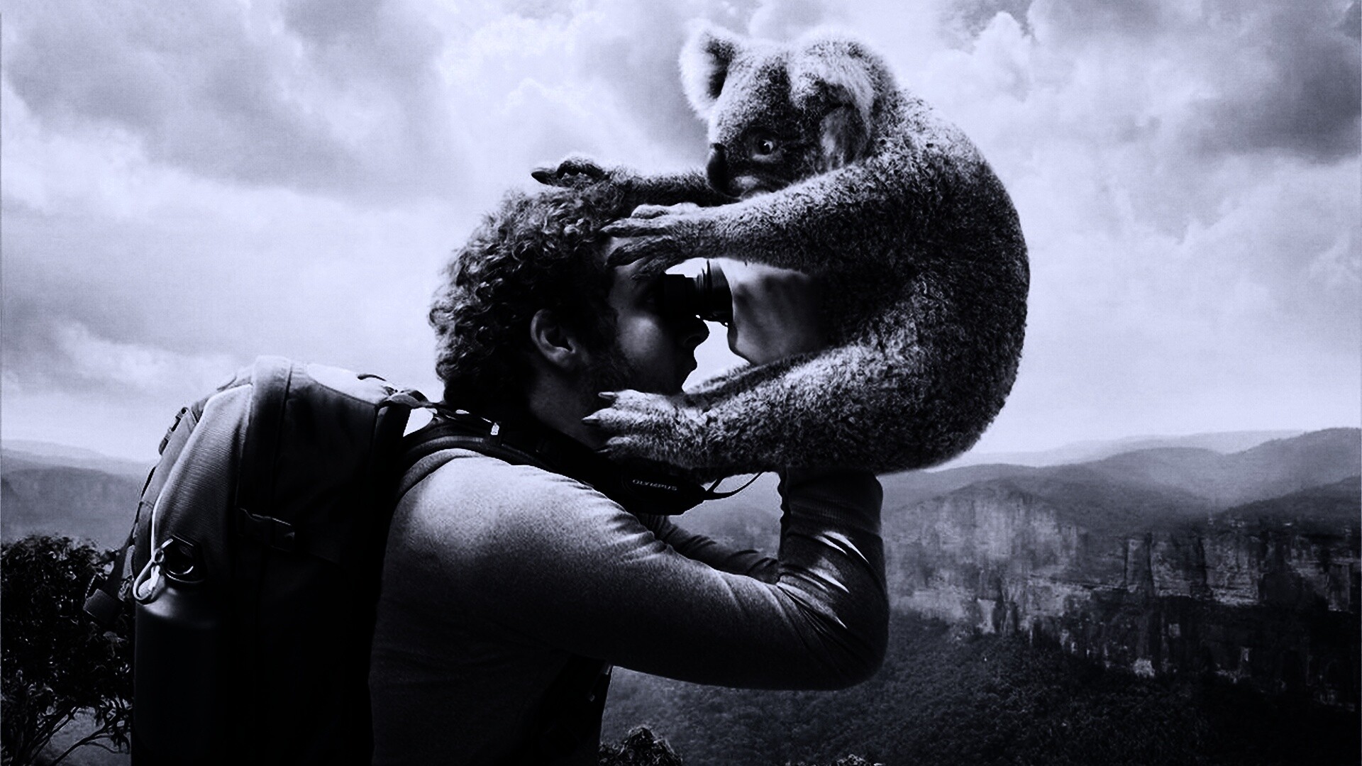 Коала ближе чем кажется обои