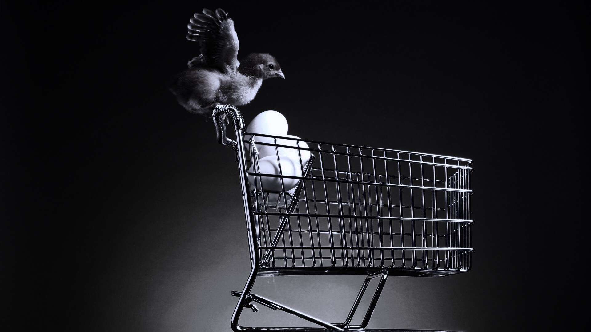 Цыплёнок покупает яйца обои