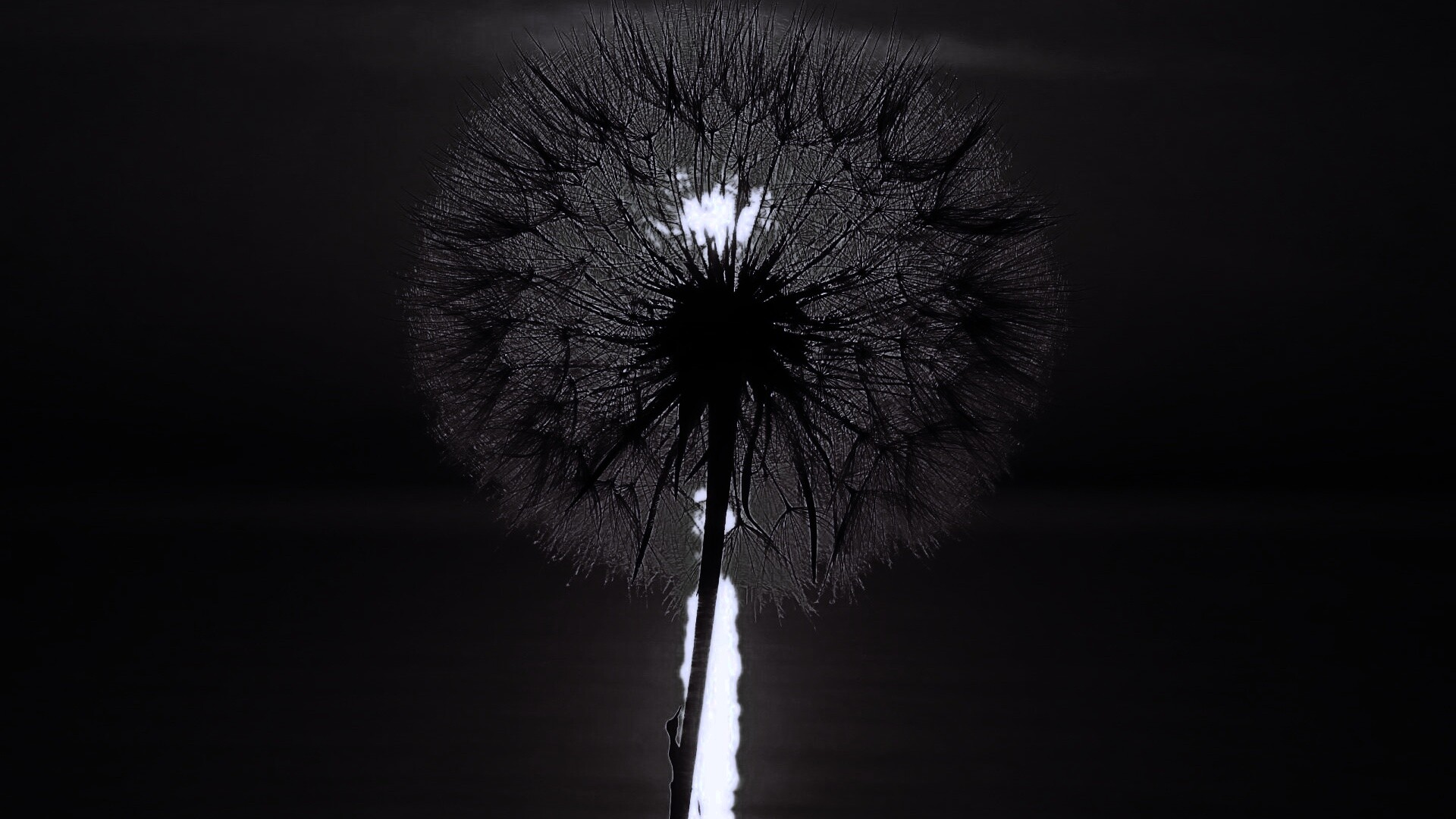 Одуванчик на закател обои