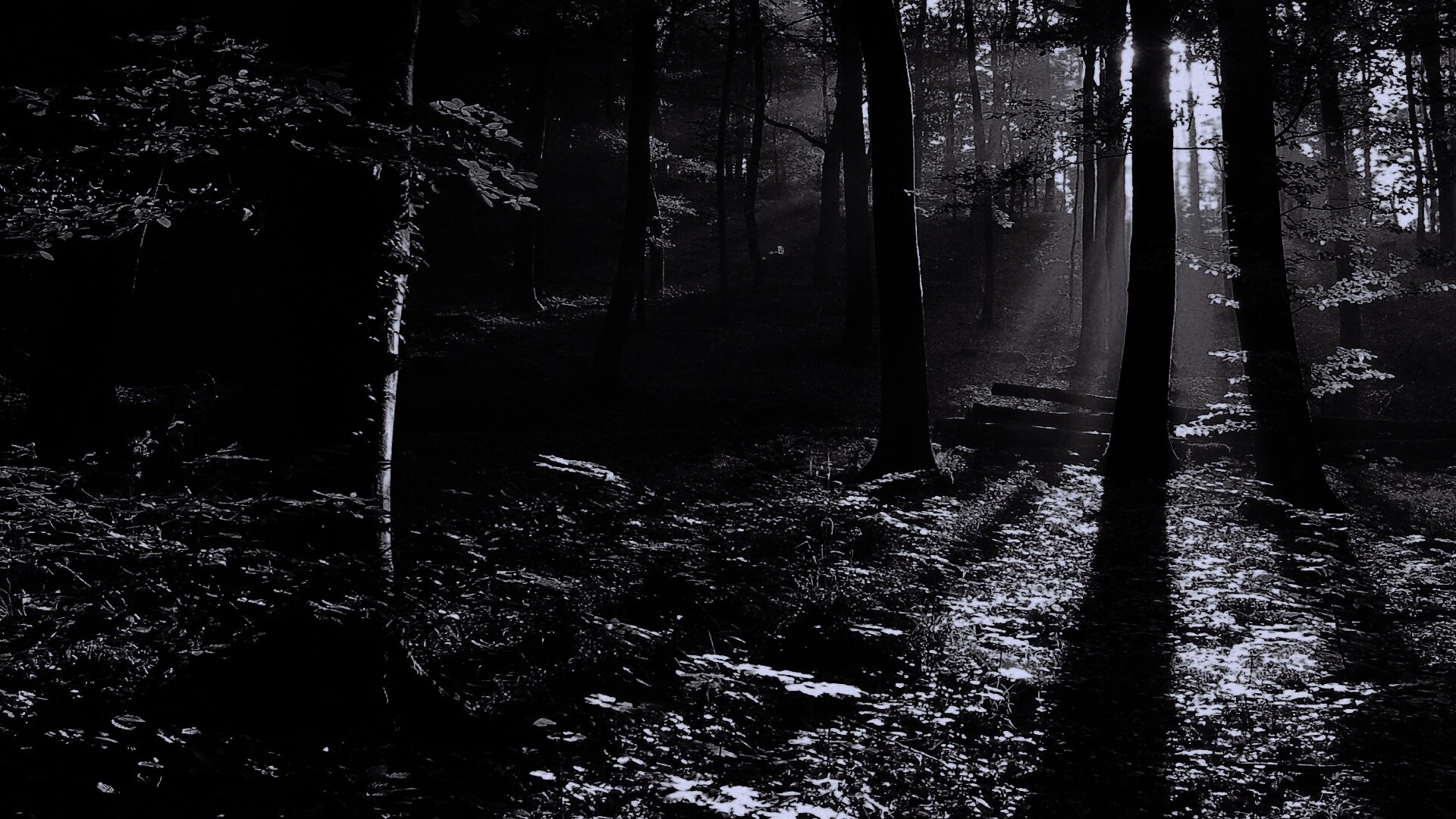 Лес в золотом сиянии обои