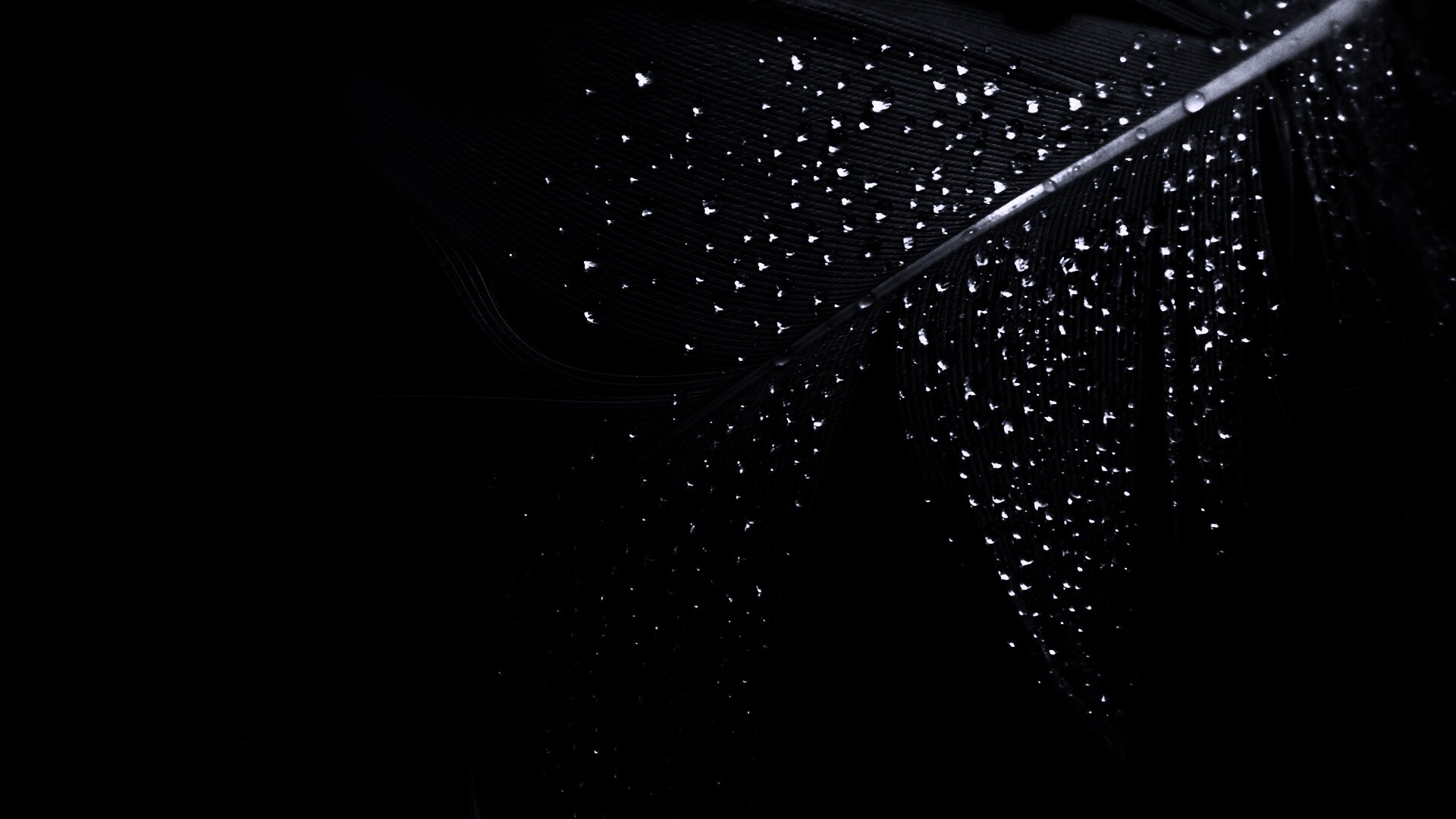 Капли на черном пере обои