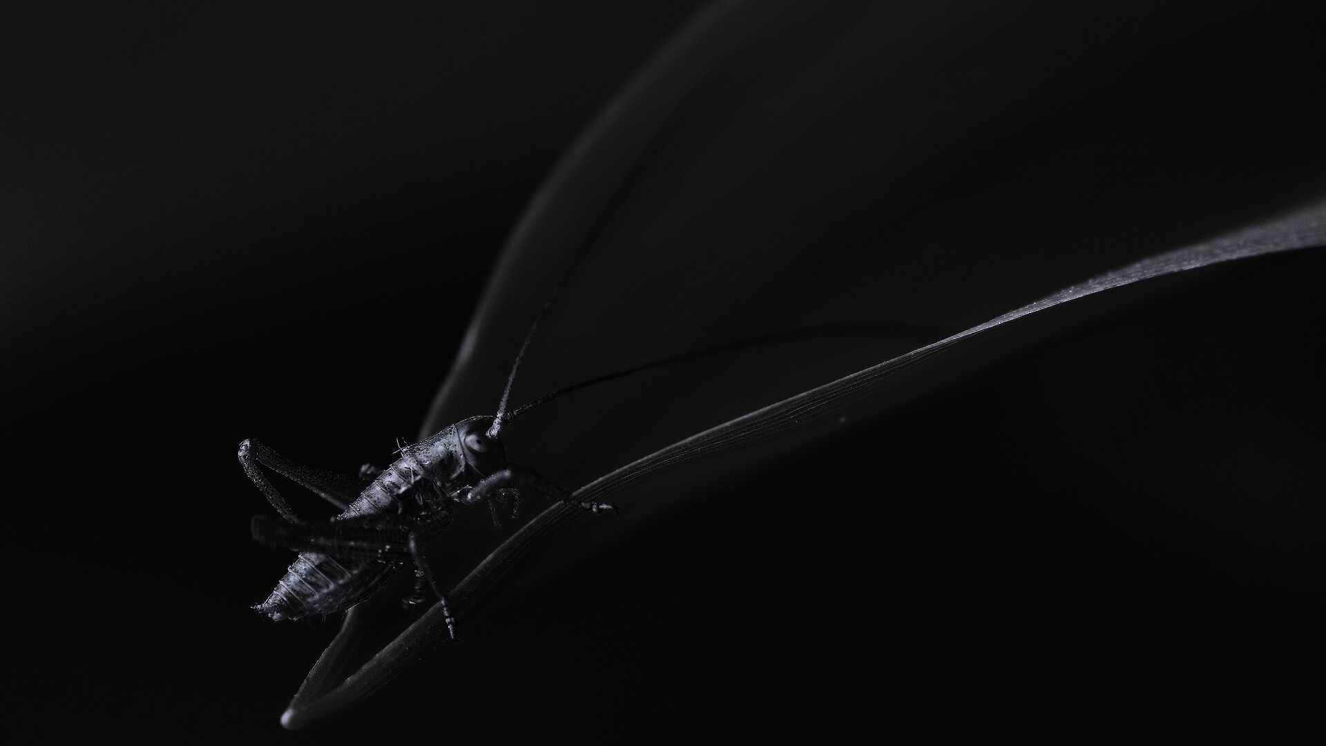 Кузнечик на листике обои