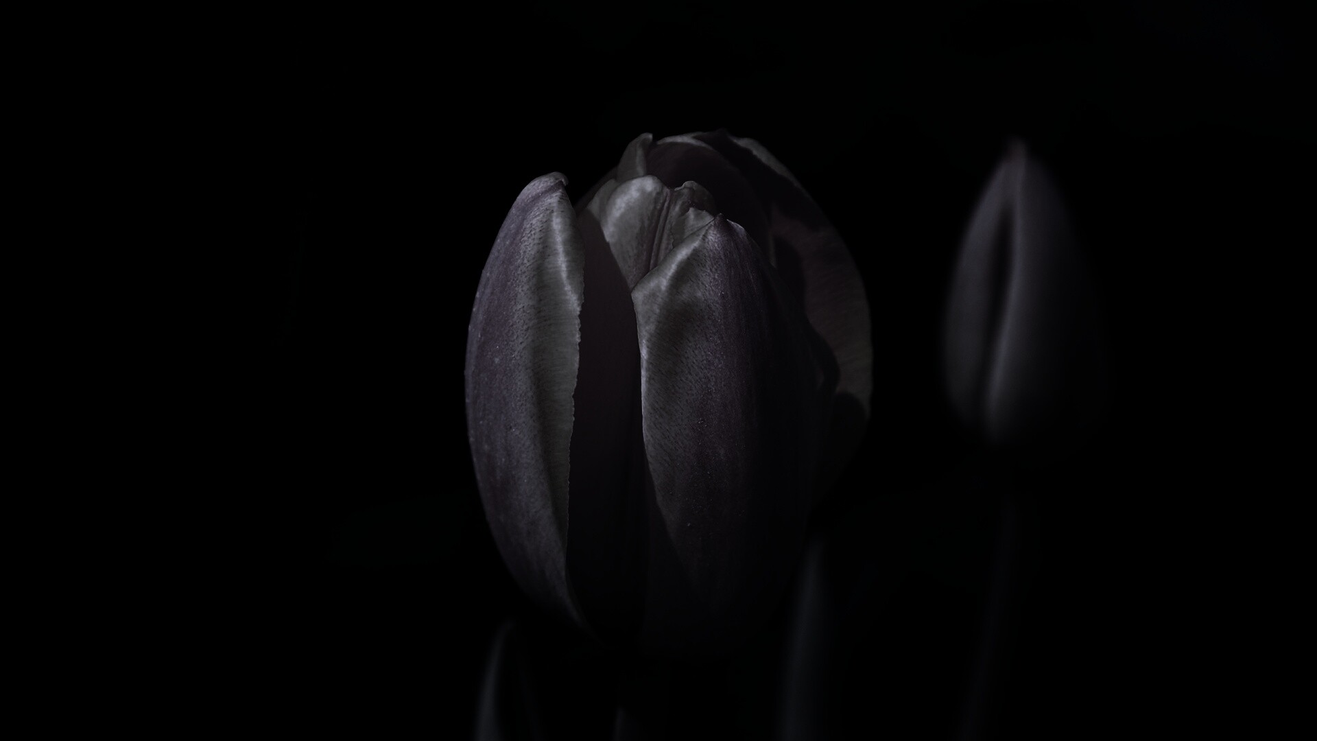 Распускающийся тюльпан обои