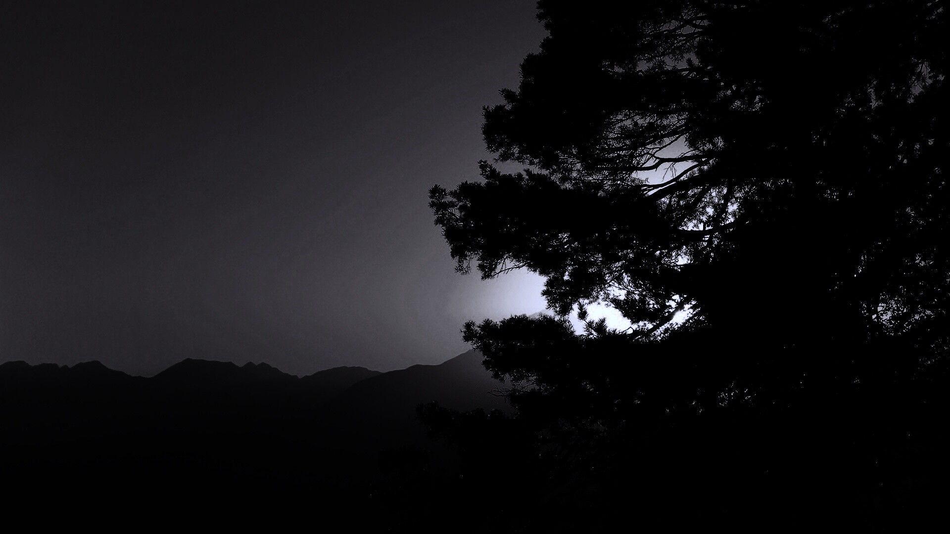 Силуэт дерева на закате обои