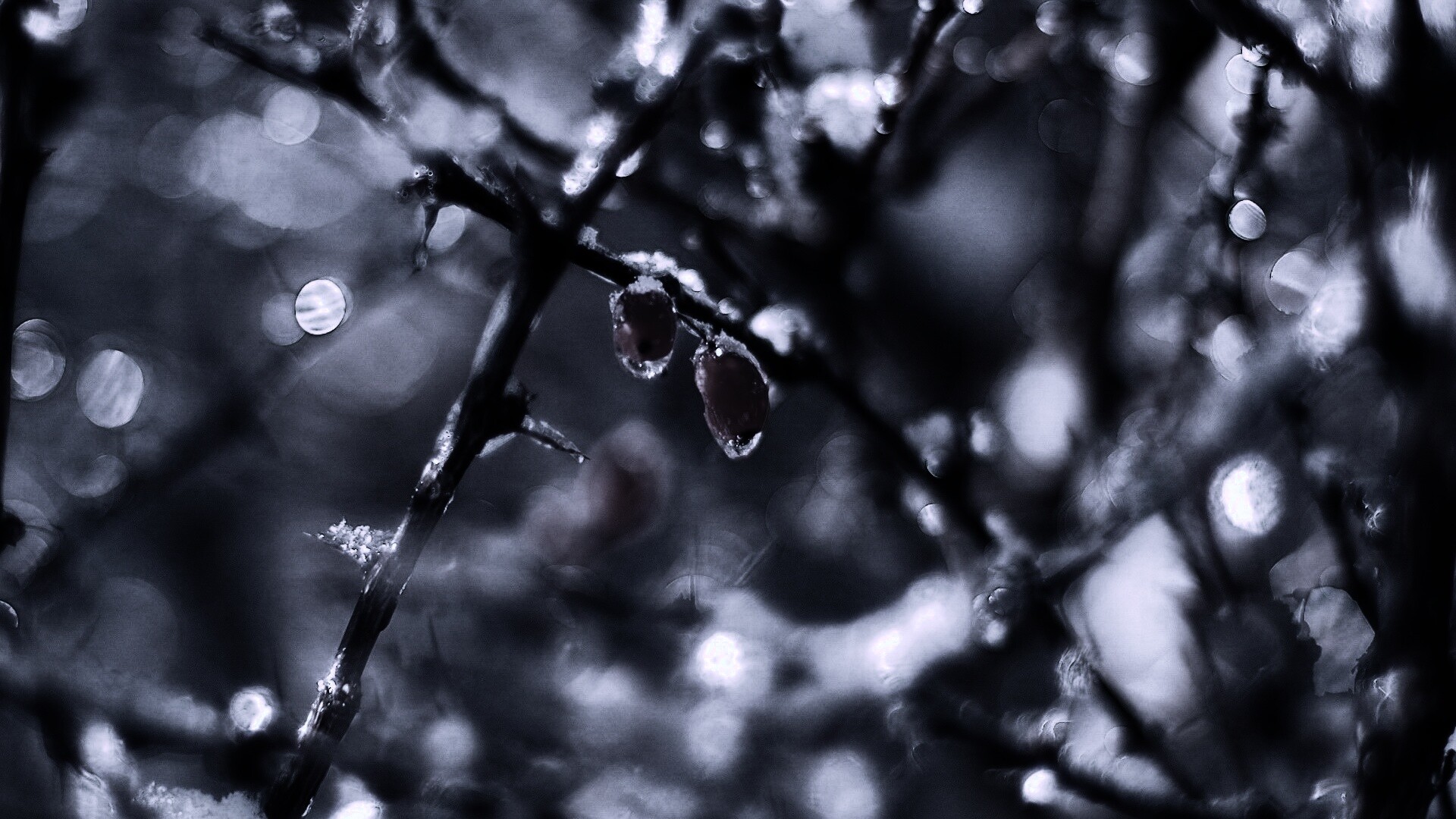 Замерзшие ягоды обои