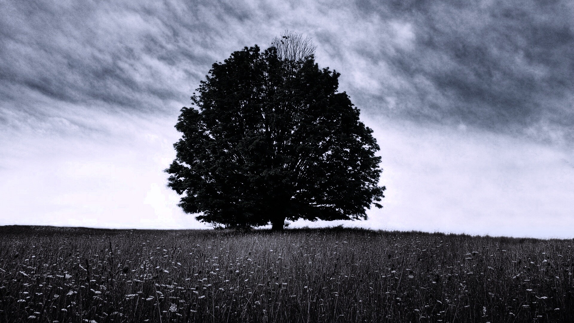 Зеленое дерево в желтом поле обои