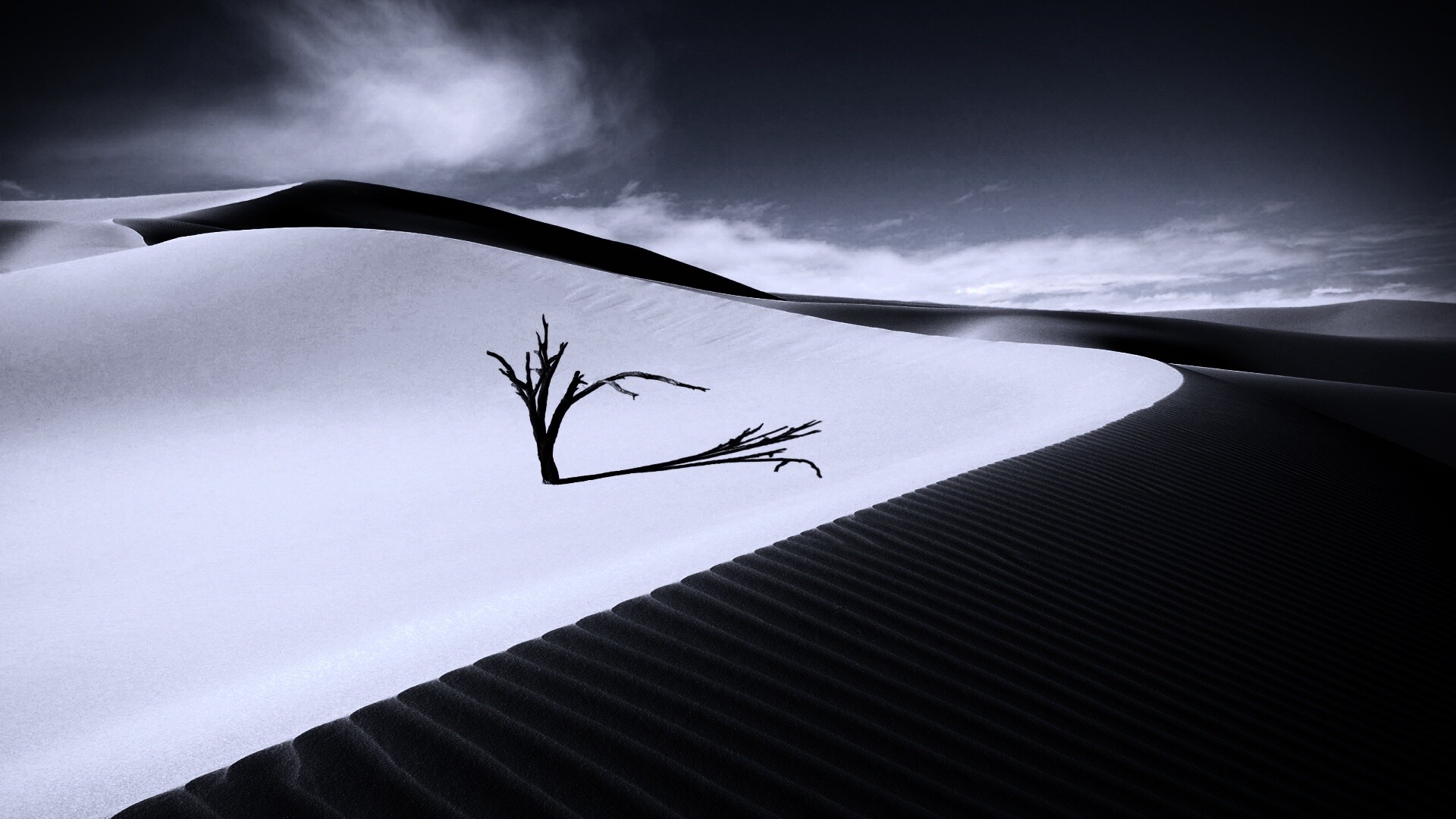 Сухостой в пустыне обои