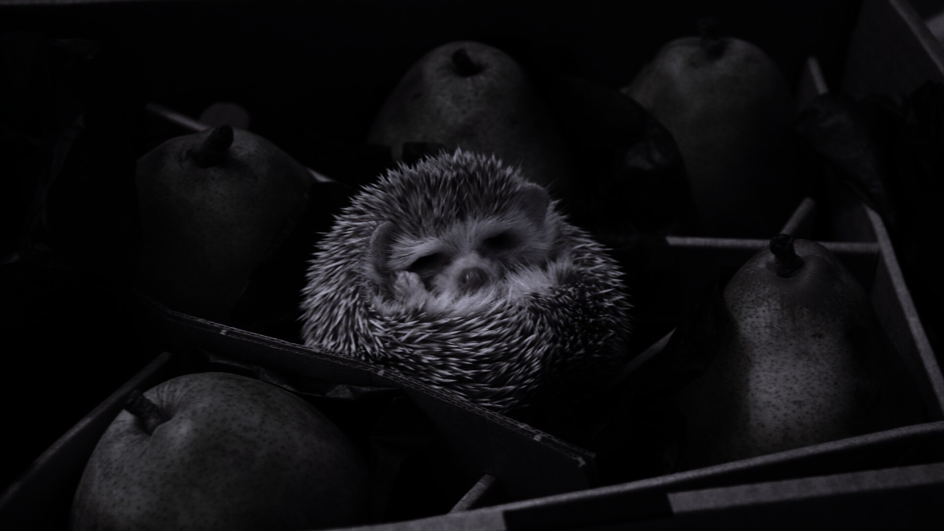 Ёжик в грушах обои