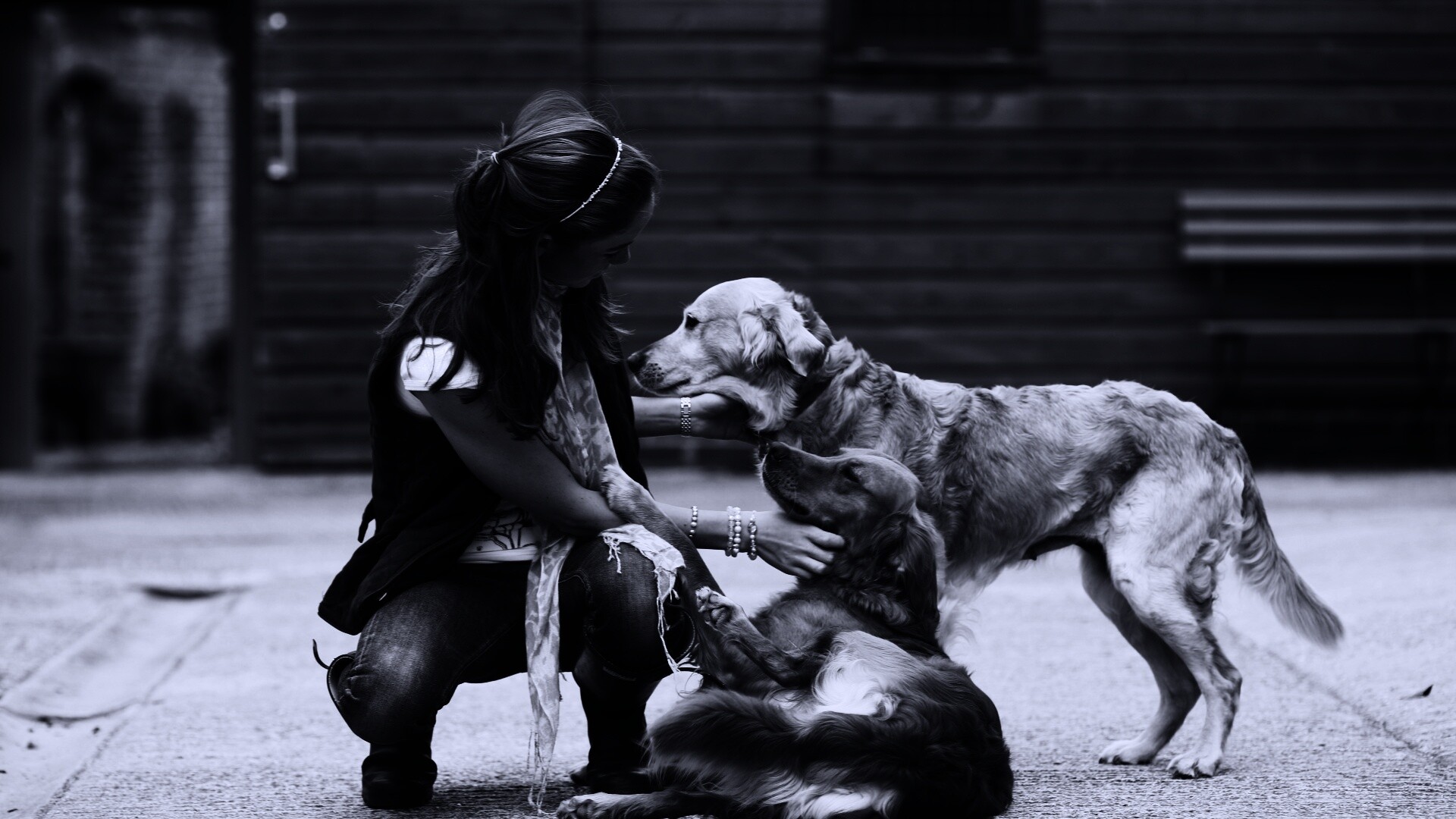 Девушка с собаками обои