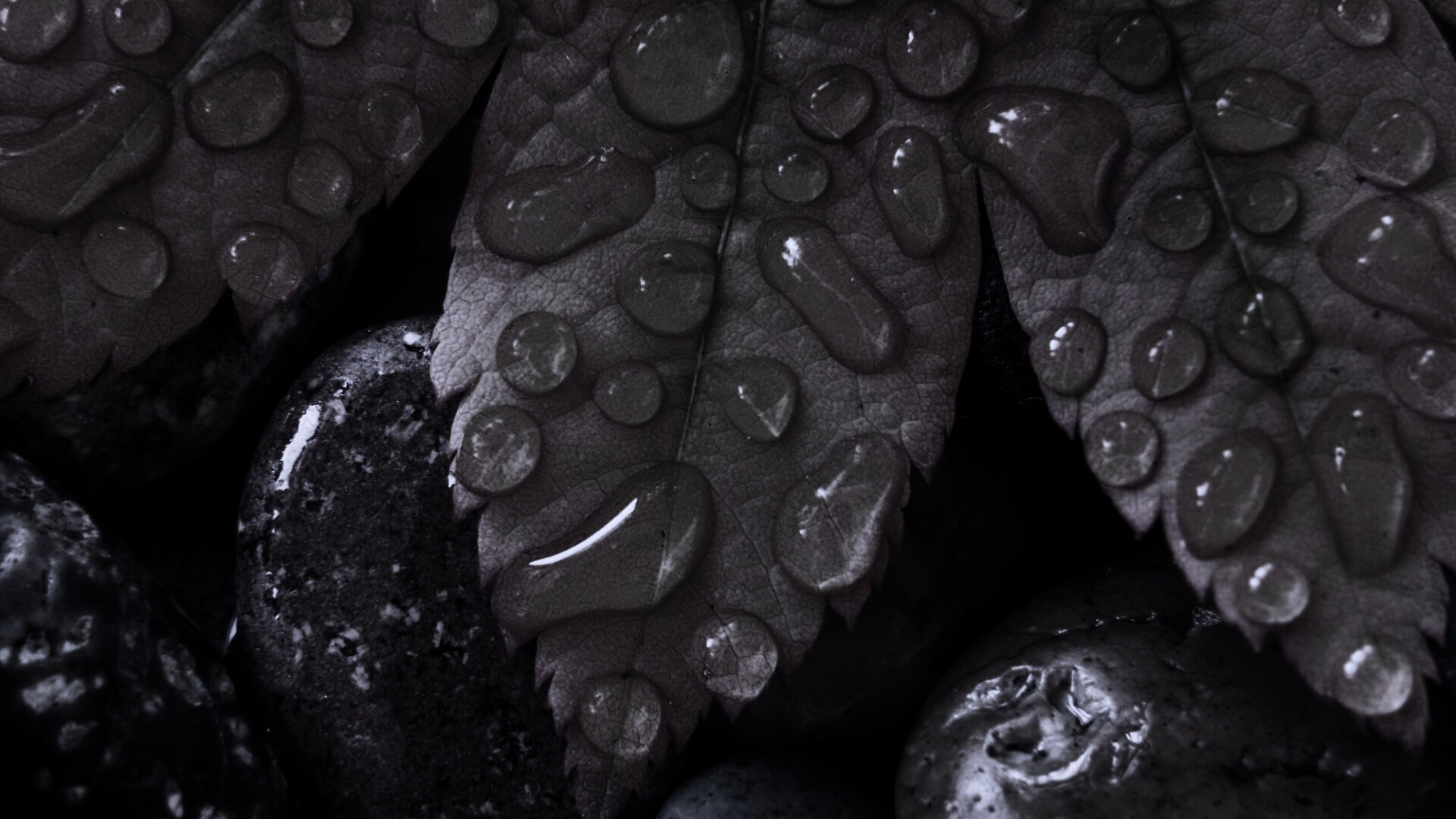 Мокрые листья на камнях обои