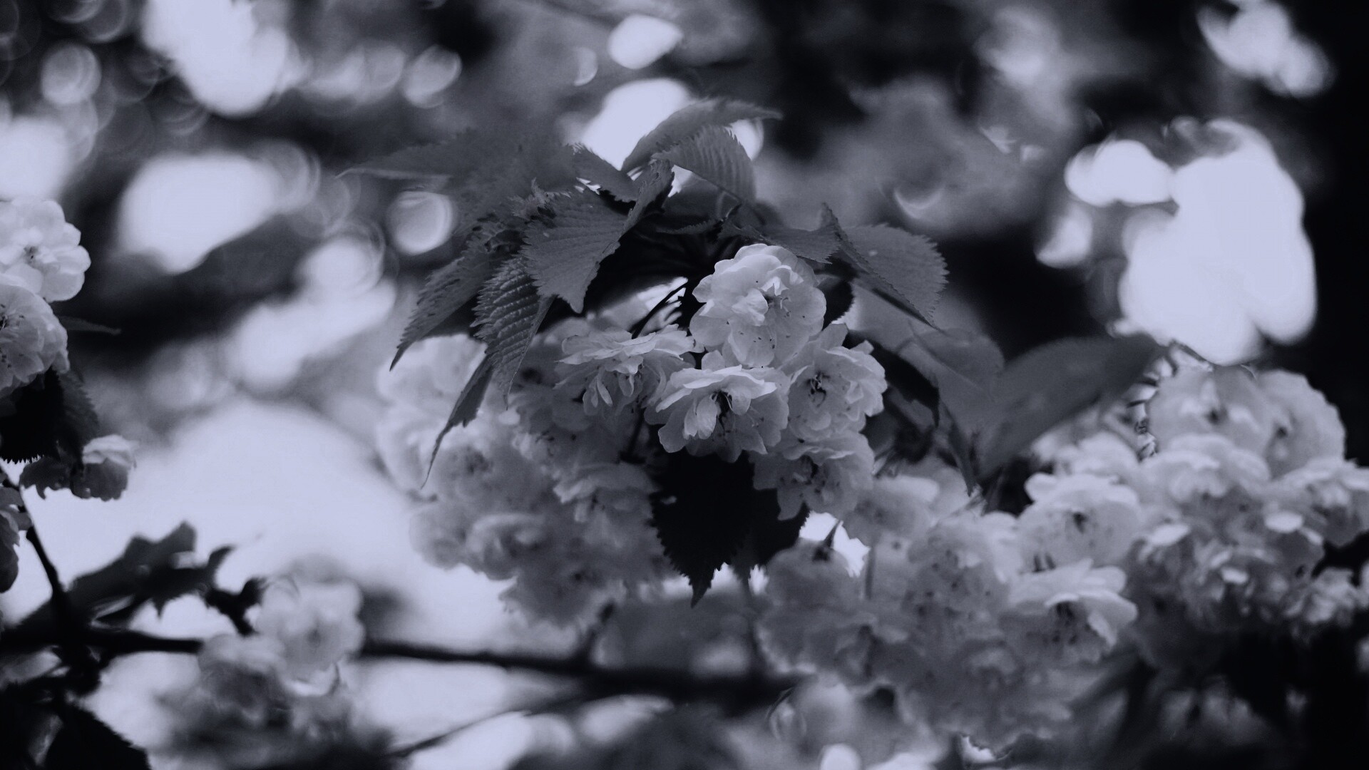 Цветущее дерево обои