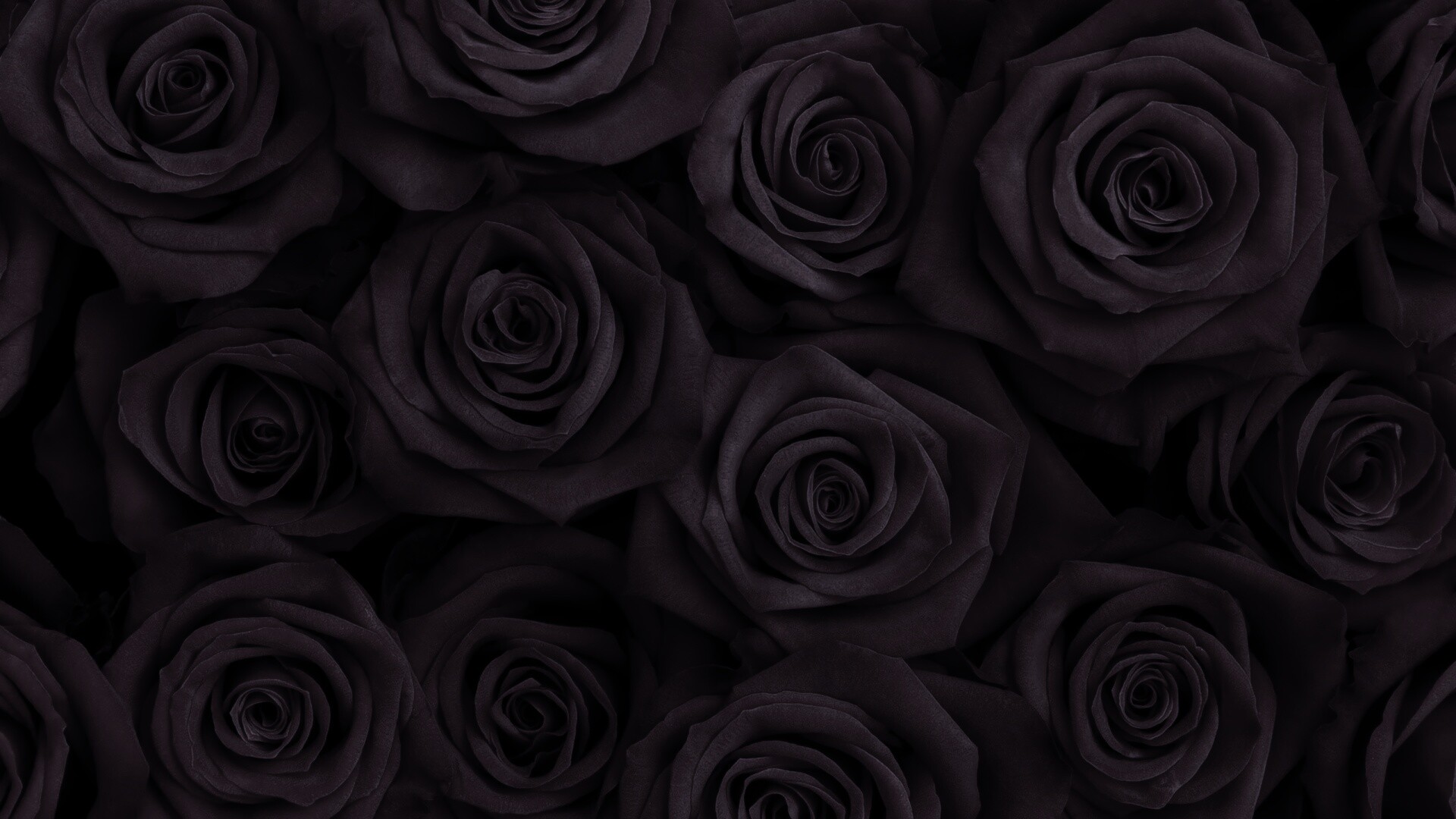 Букет красных роз обои