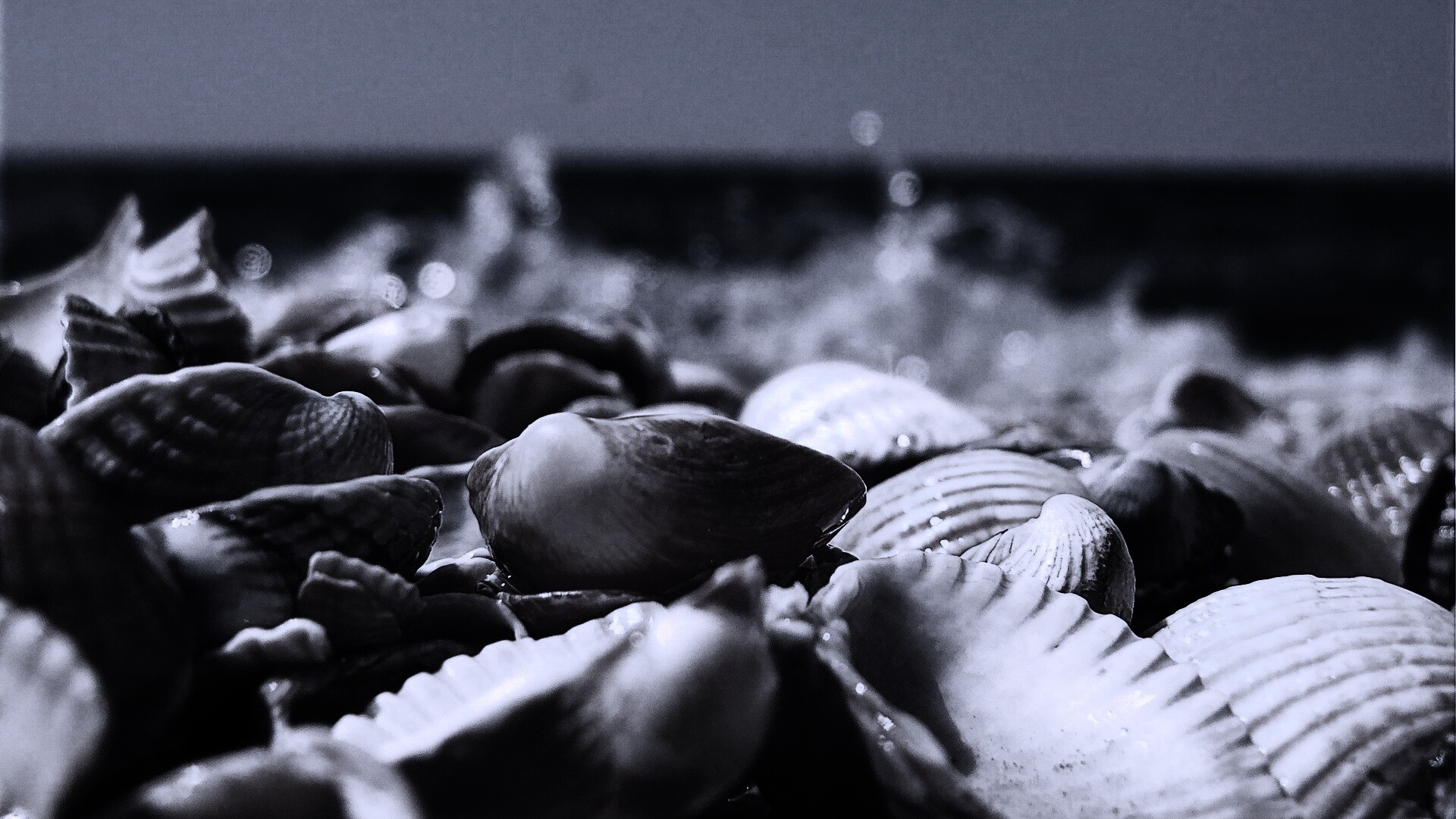 Морские ракушки обои