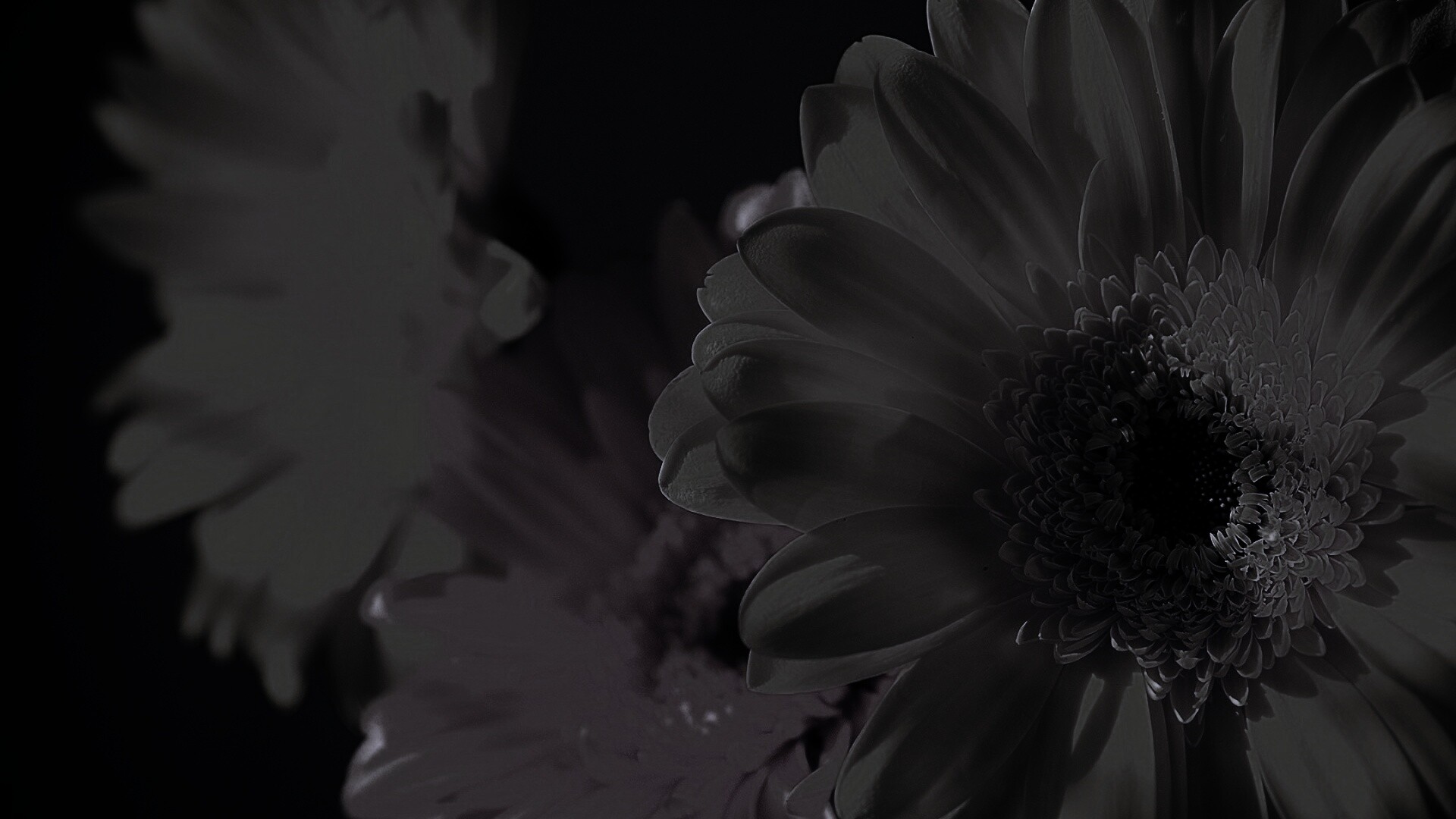 Желтый гербер обои