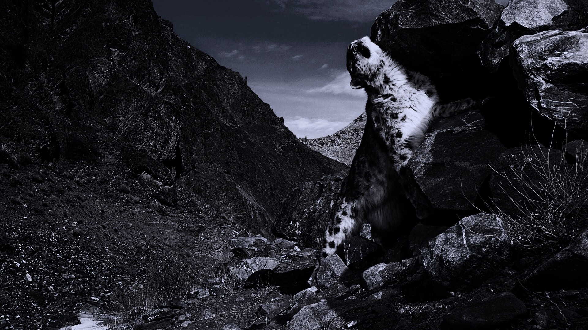 Барс чешется о камни обои