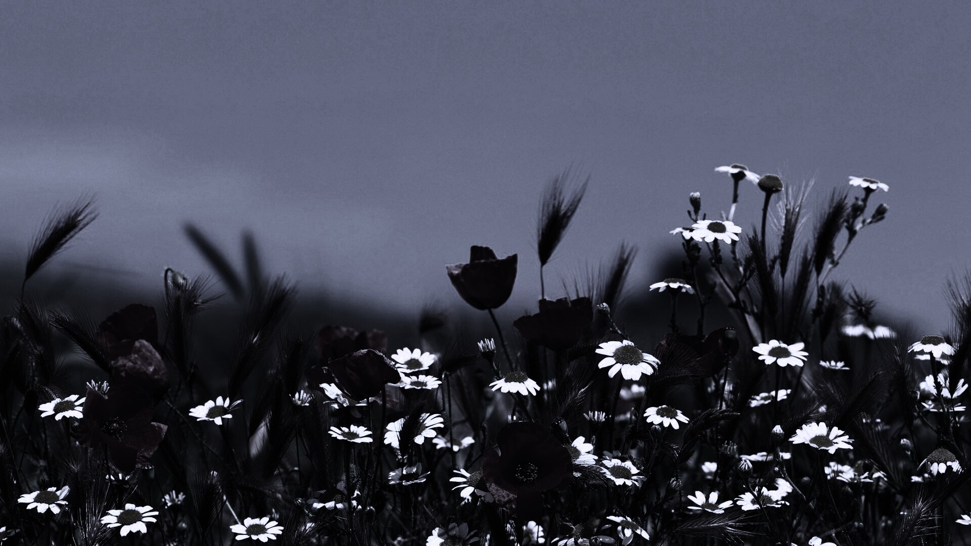 Цветы в поле обои