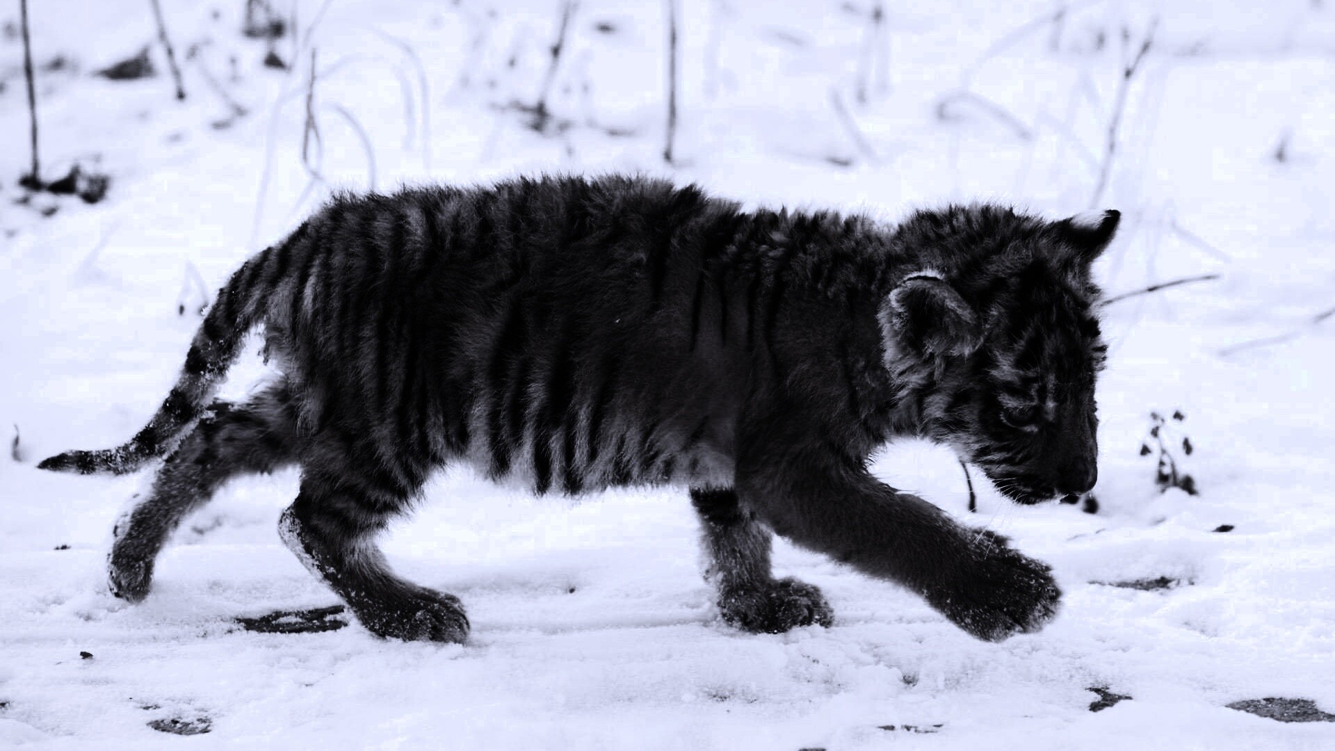 Тигренок на снегу обои