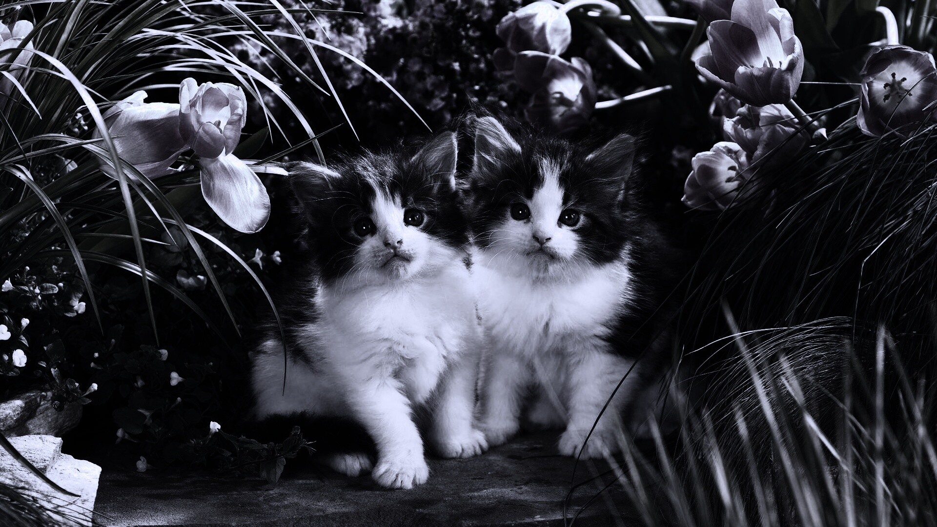 Котята в цветах обои